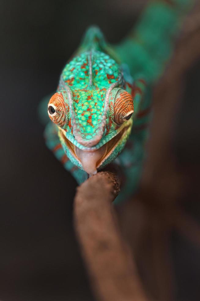 camaleonte pantera sul ramo foto