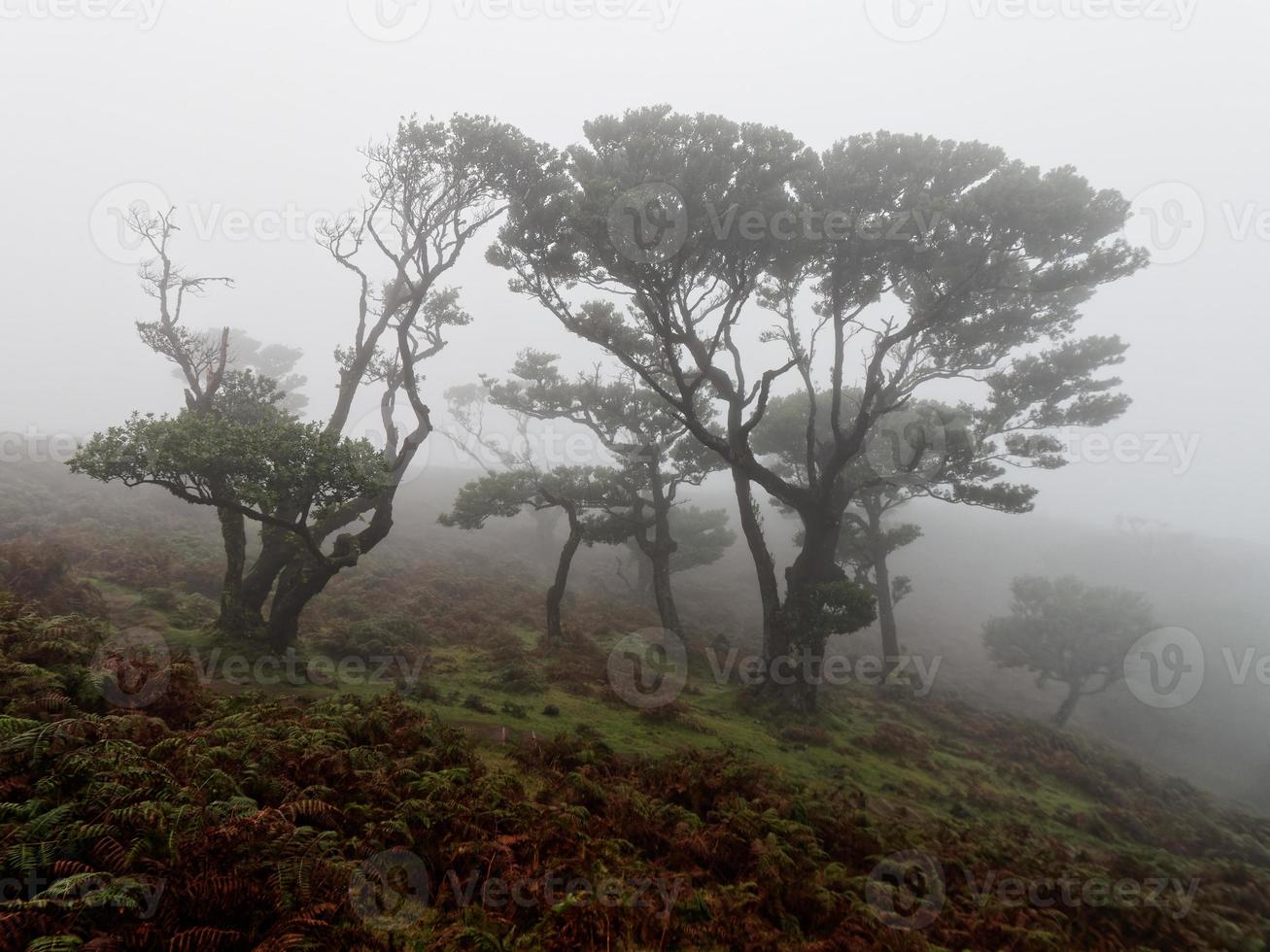 foresta nebbiosa magica e alberi dalle forme insolite causate dal vento e dall'ambiente duri. viaggiare in luoghi distinti. forti venti e nuvole e nebbia. luogo da favola. foto