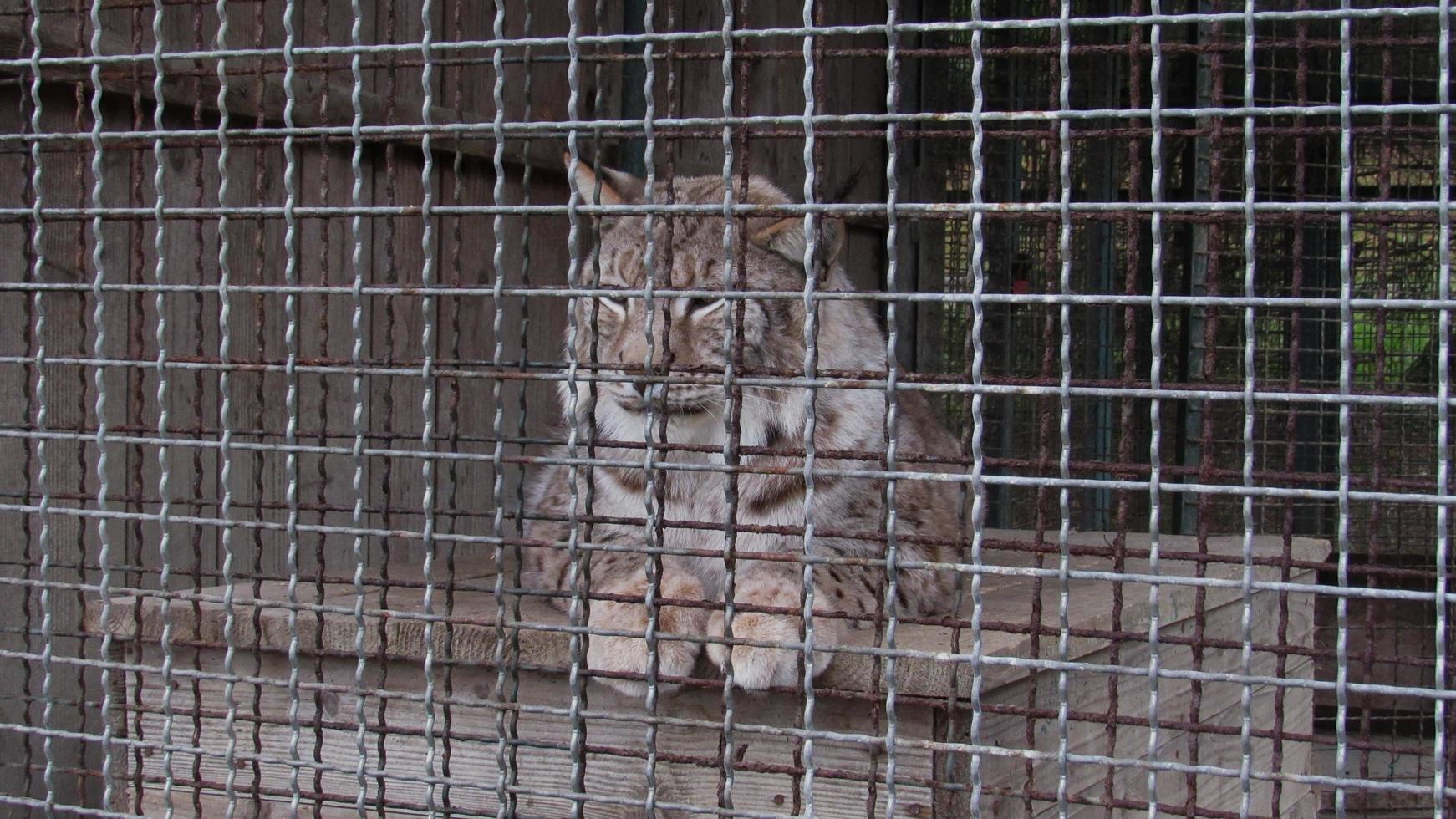 lince allo zoo. animale in cattività. lince in gabbia. protezione della fauna selvatica foto