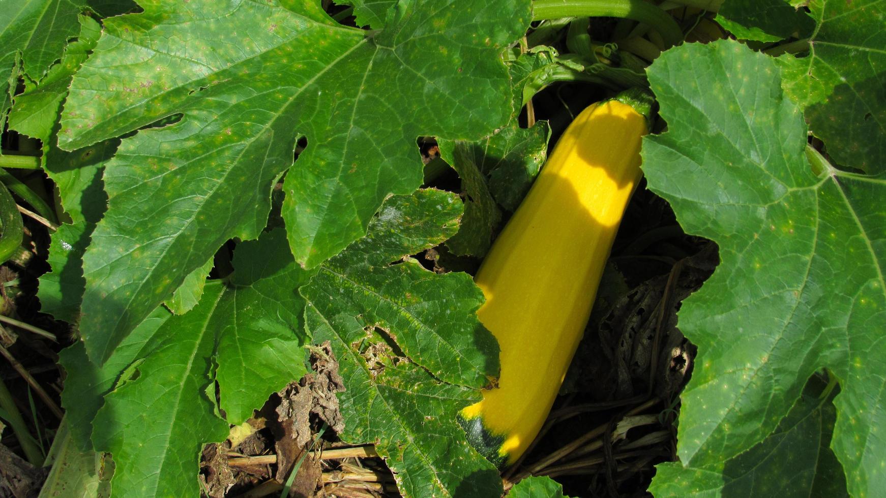 zucchine gialle a terra. zucchine in crescita. coltivazione di ortaggi. foto