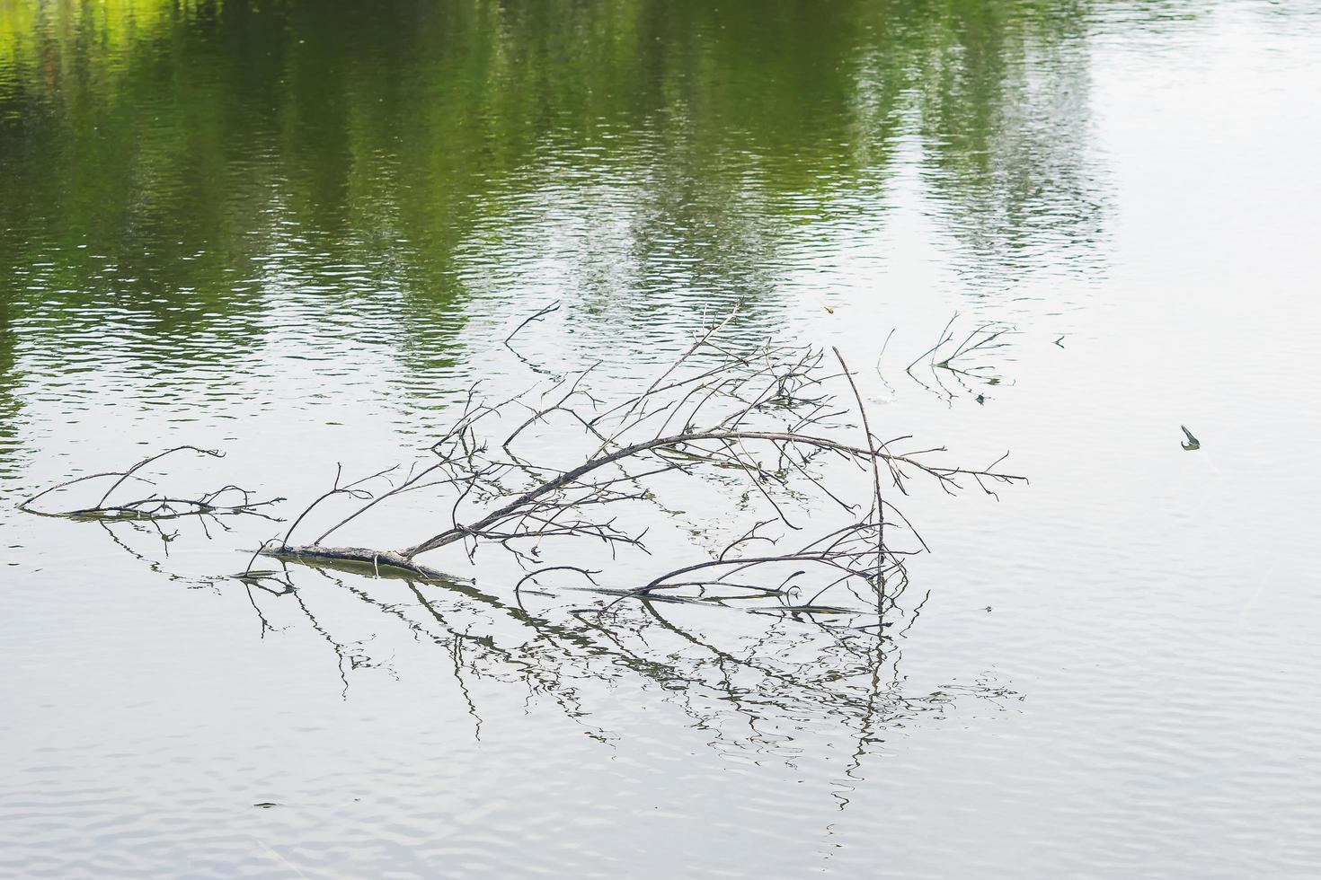 rami degli alberi su un tranquillo laghetto foto