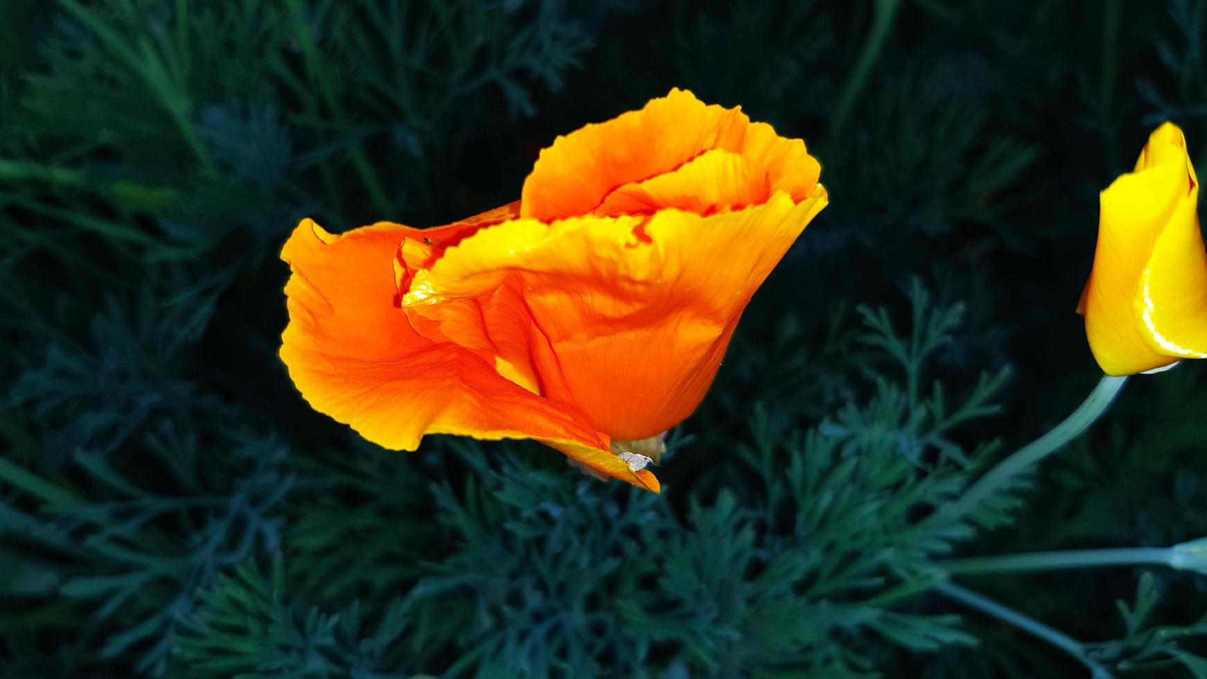 eschscholzia californica, il papavero della California, papavero dorato, pianta a fioritura primaverile foto