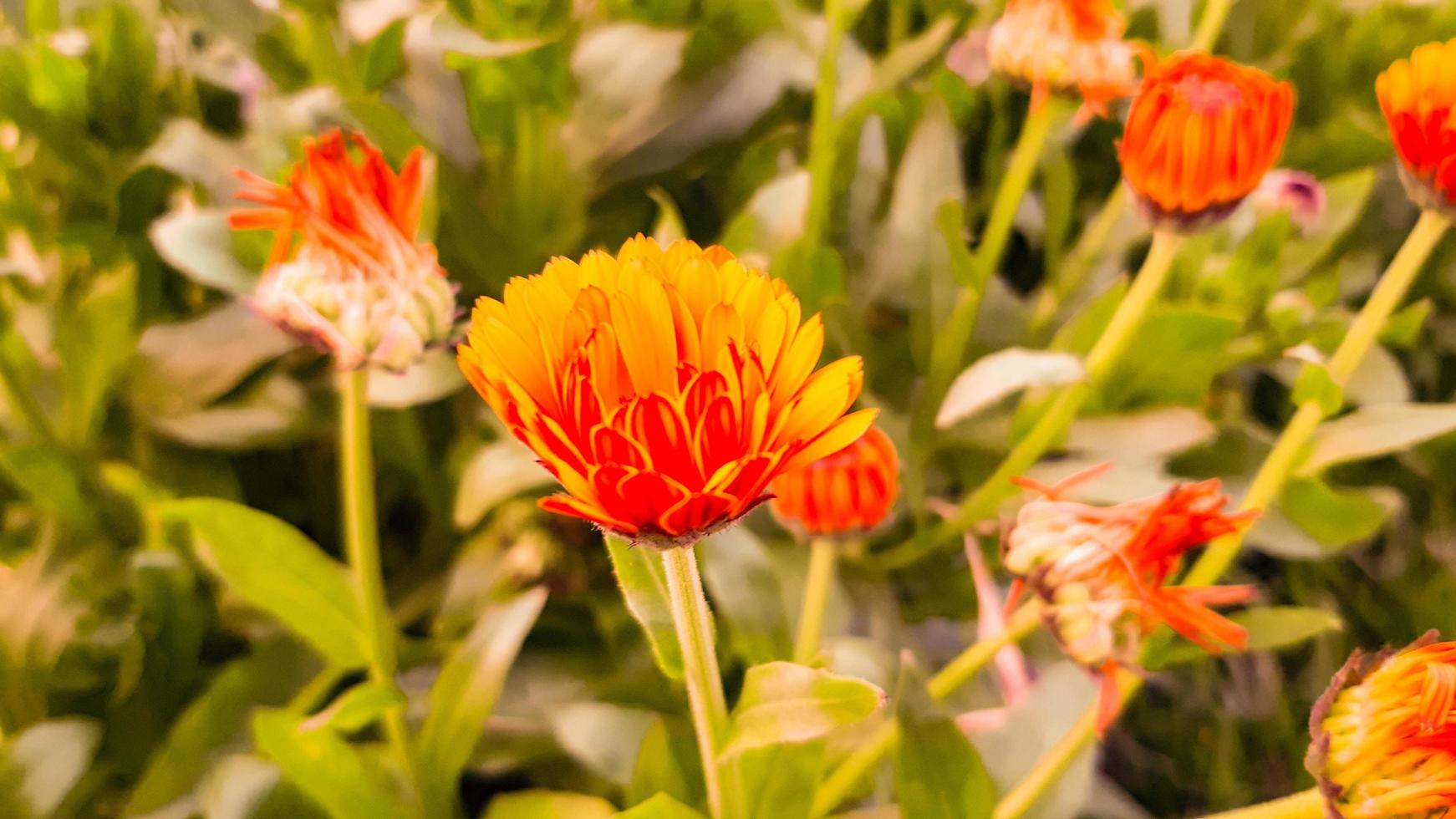 una pianta fiorita di calendula foto