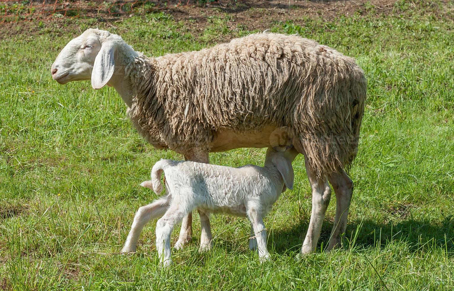 animali in libertà, al pascolo foto