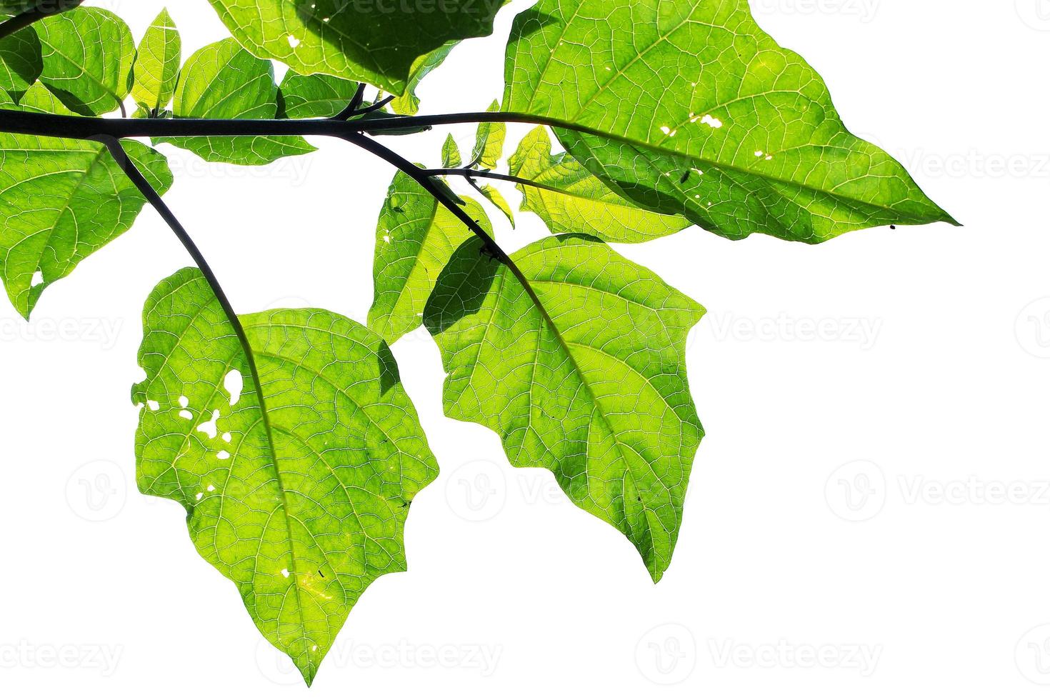 foto di pianta con foglie verdi con molti fori su sfondo bianco