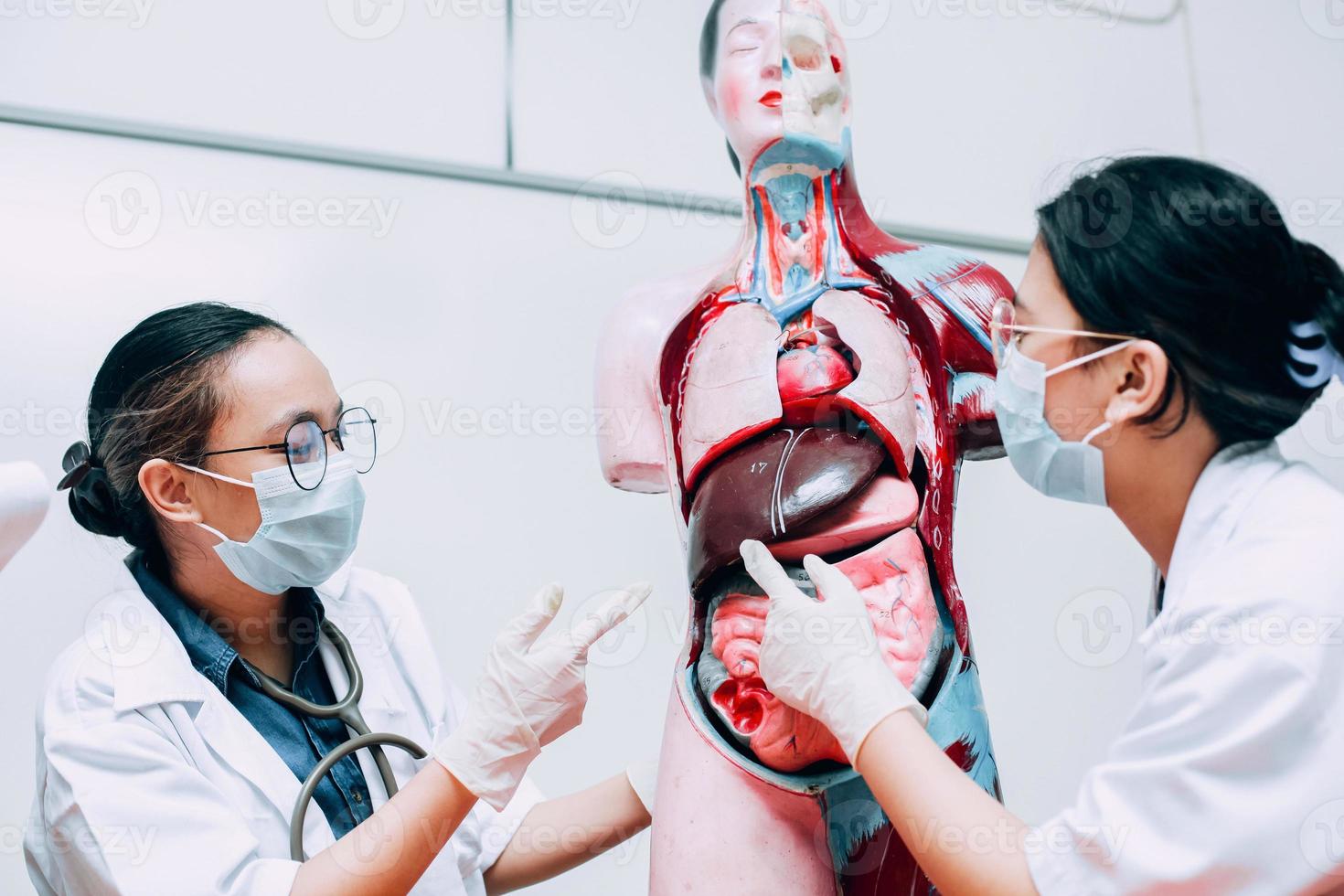 le studentesse di medicina della scuola femminile discutono degli organi interni del corpo umano con il manichino foto