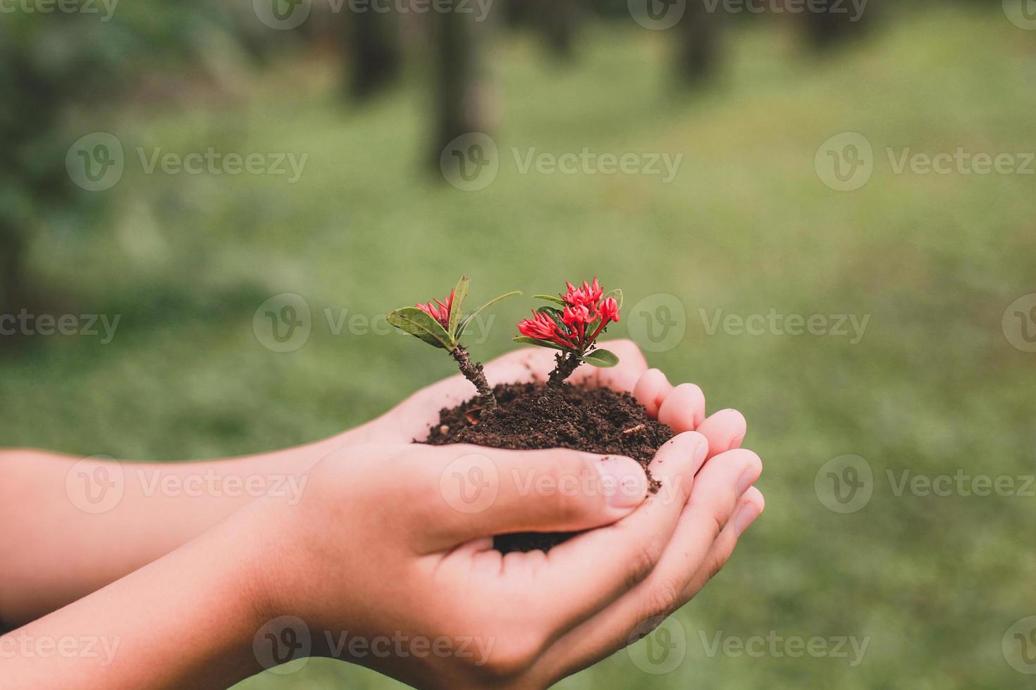 mani che tengono pianta da seme con sfondo sfocato foresta, concetto di giorno verde e terra foto