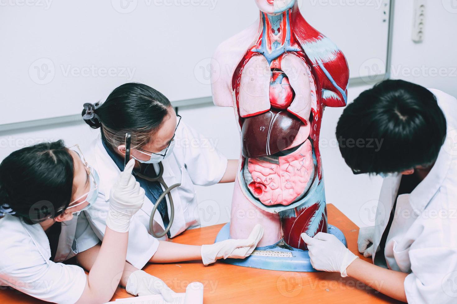 gruppo di discussione del medico sul manichino degli organi interni del corpo umano foto