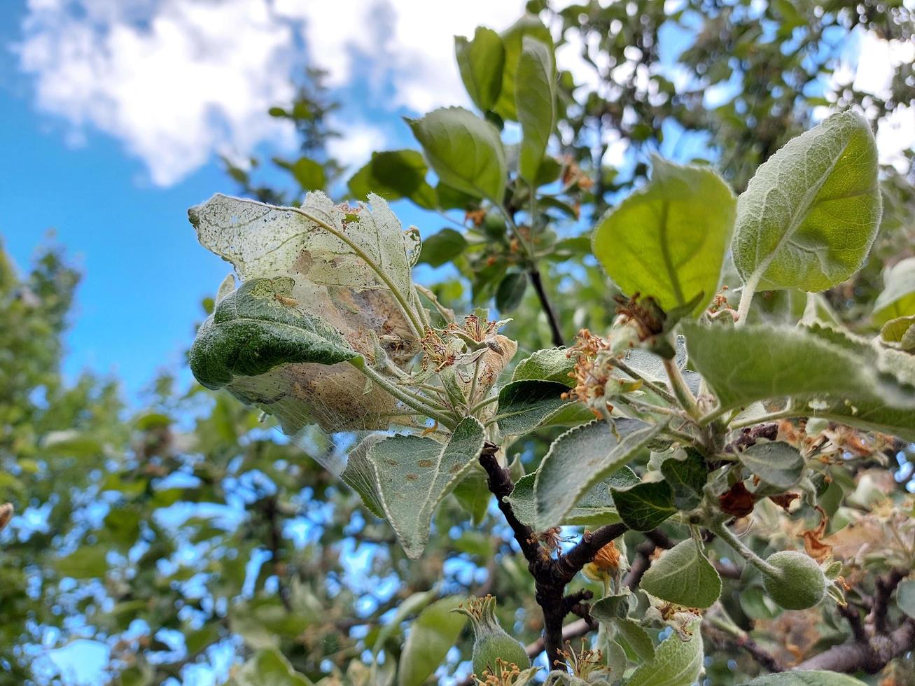 parassiti sul melo. ragnatele e bruchi su rami e foglie. foto