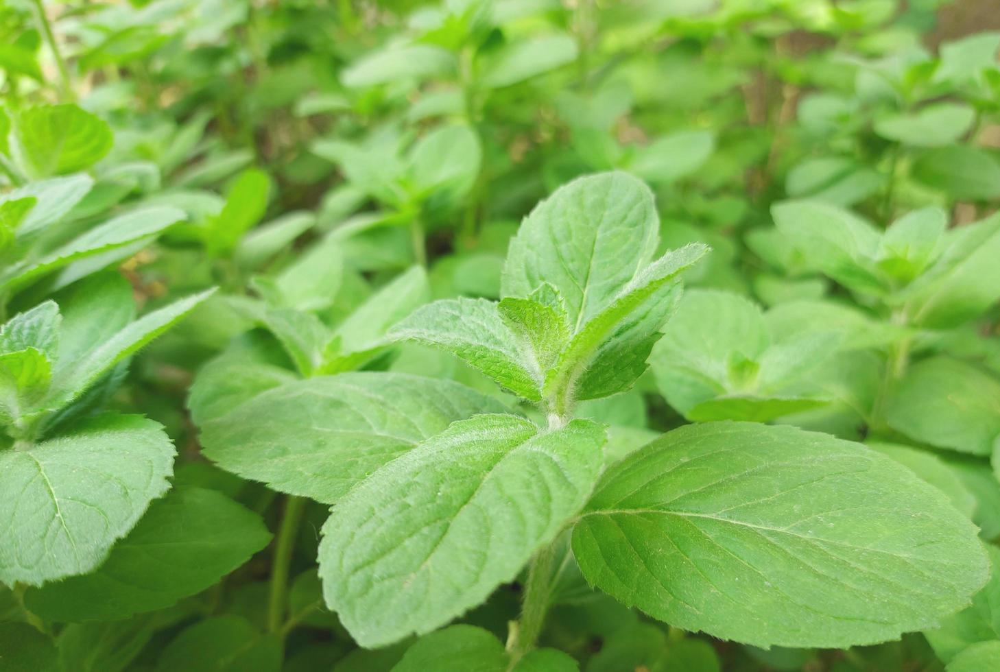 la menta cresce nel giardino. foglie verdi. pianta medicinale, condimento. foto