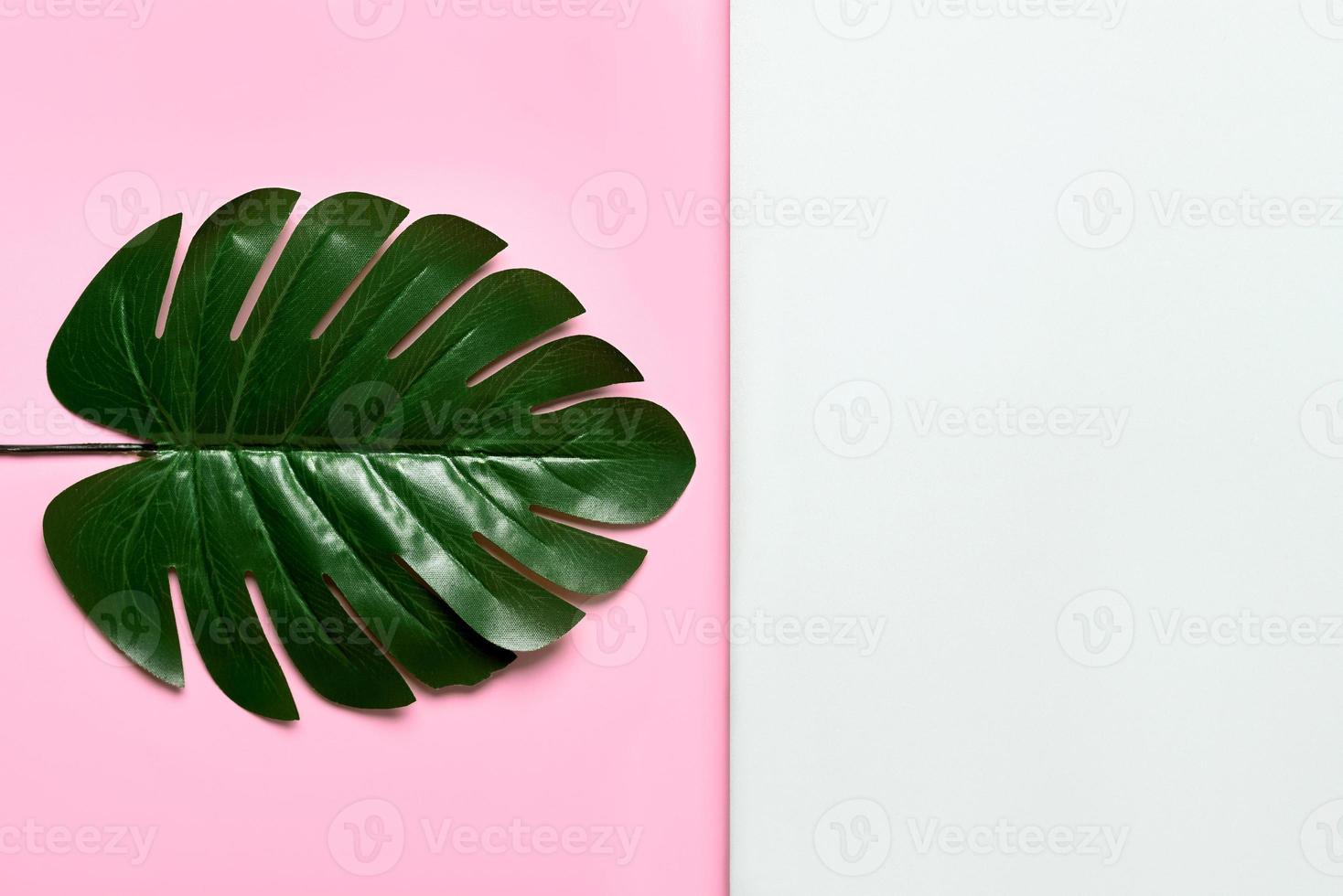 vista dall'alto della foglia di monstera, palma tropicale con spazio di copia foto