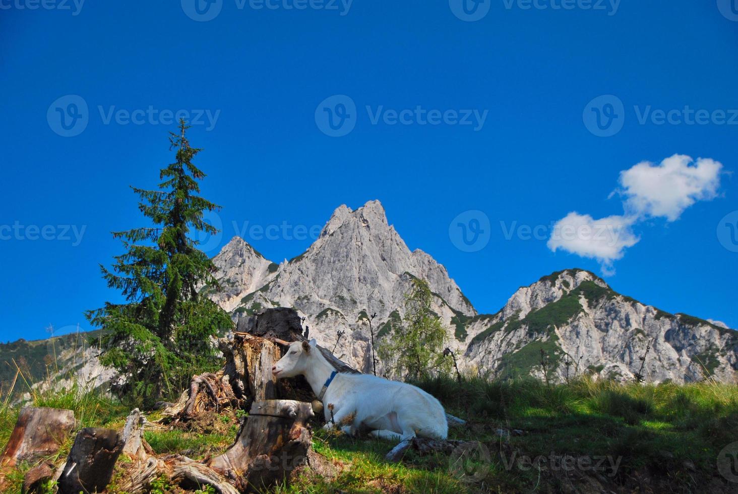 capra di montagna in un paesaggio foto