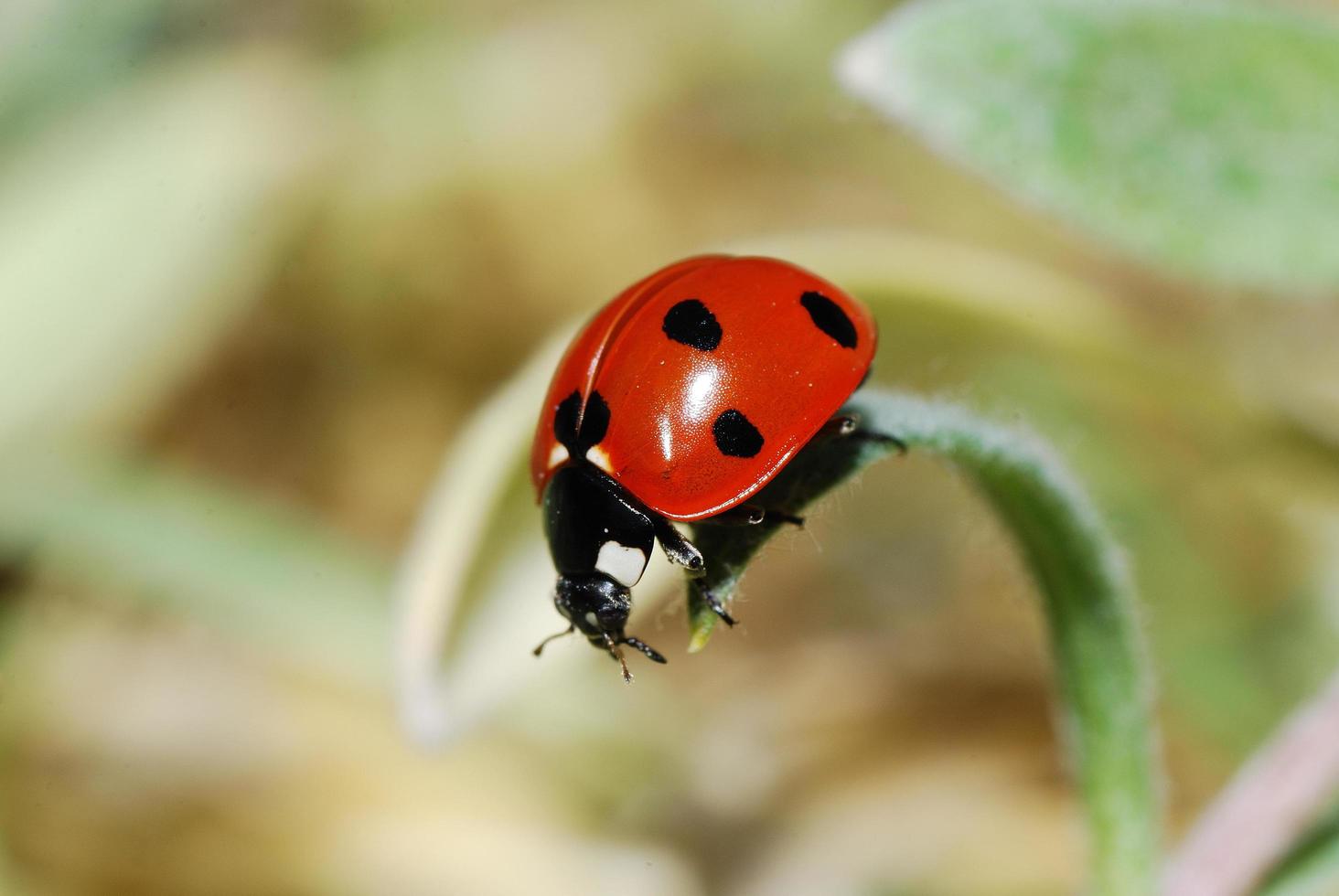 vista ravvicinata di discesa della coccinella foto