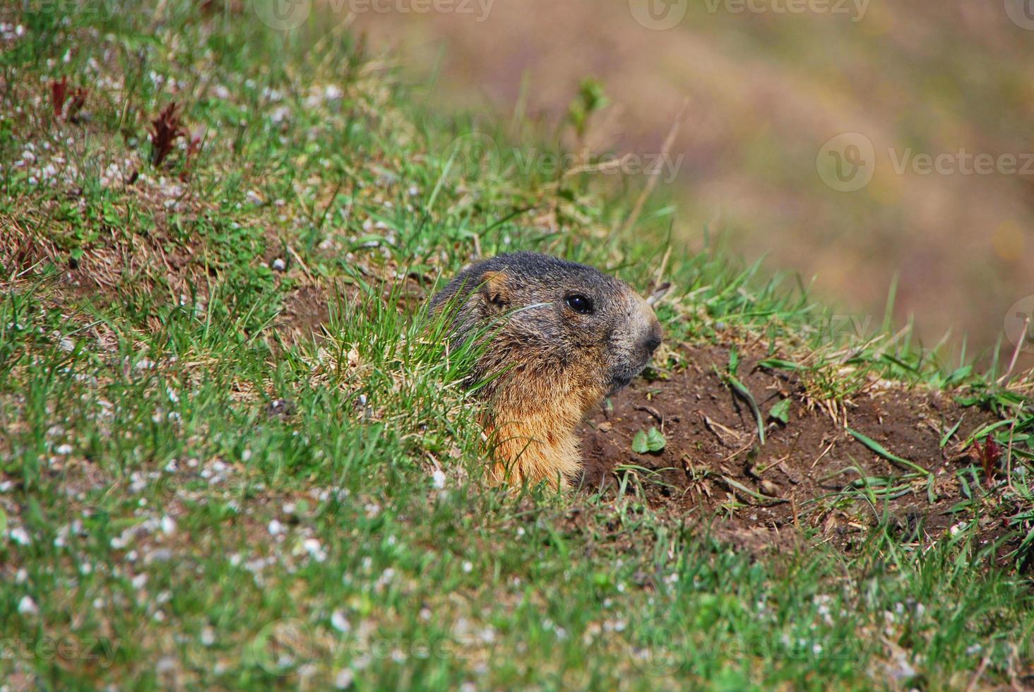 marmotta nella natura foto