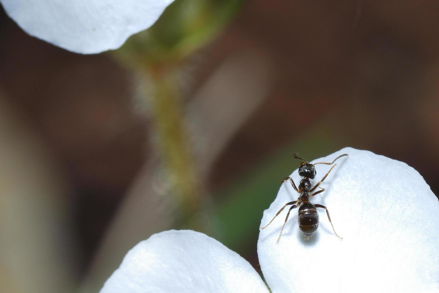 formica su fiore bianco foto