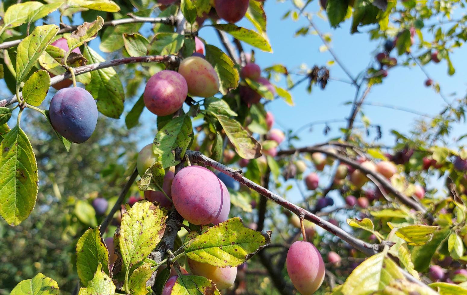 prugna che cresce nel giardino sui rami. cibo, pianta, albero. estate, frutta, giardinaggio. foto