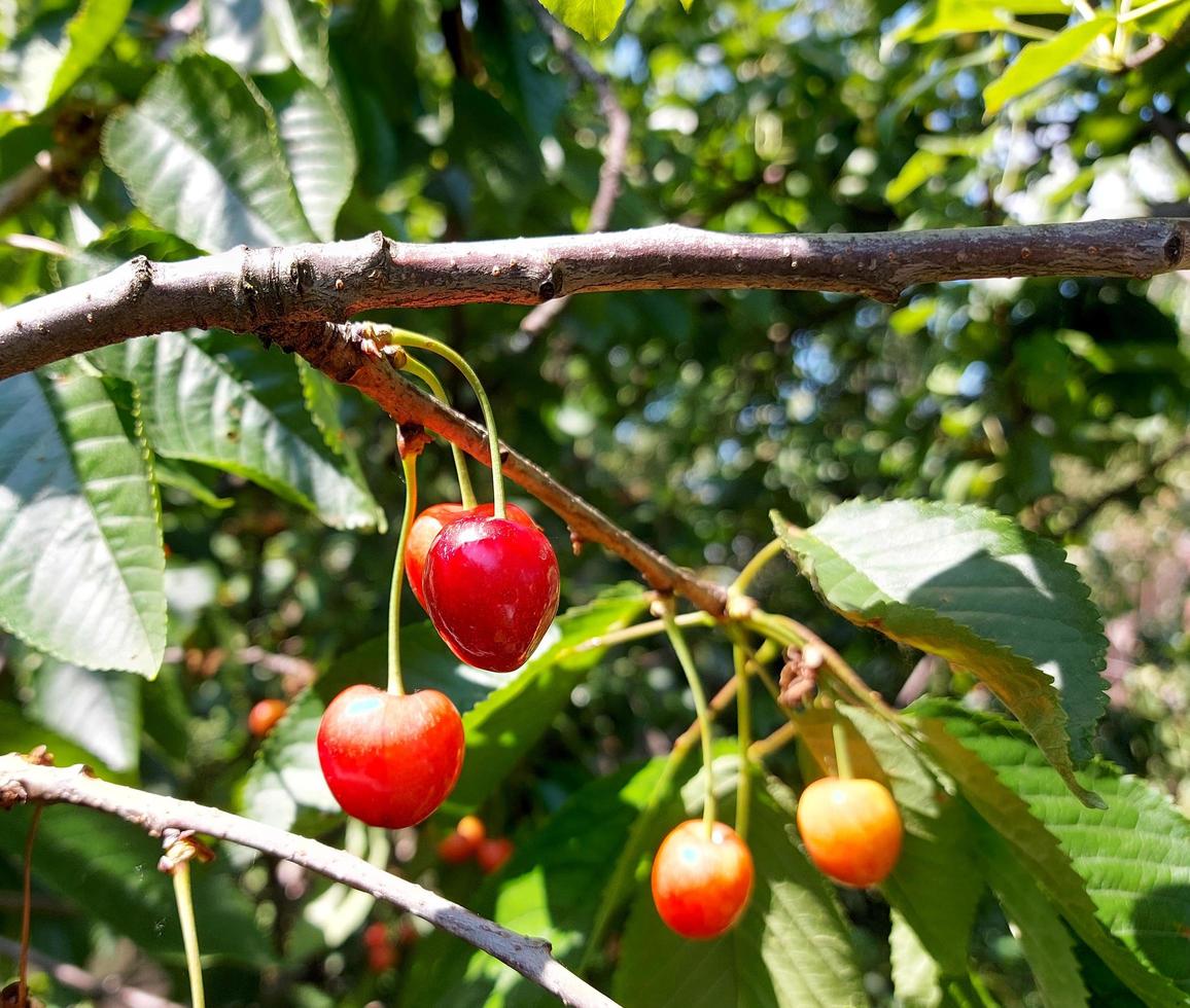 la ciliegia matura su un ramo in giardino. bacche rosse mature e acerbe. foto