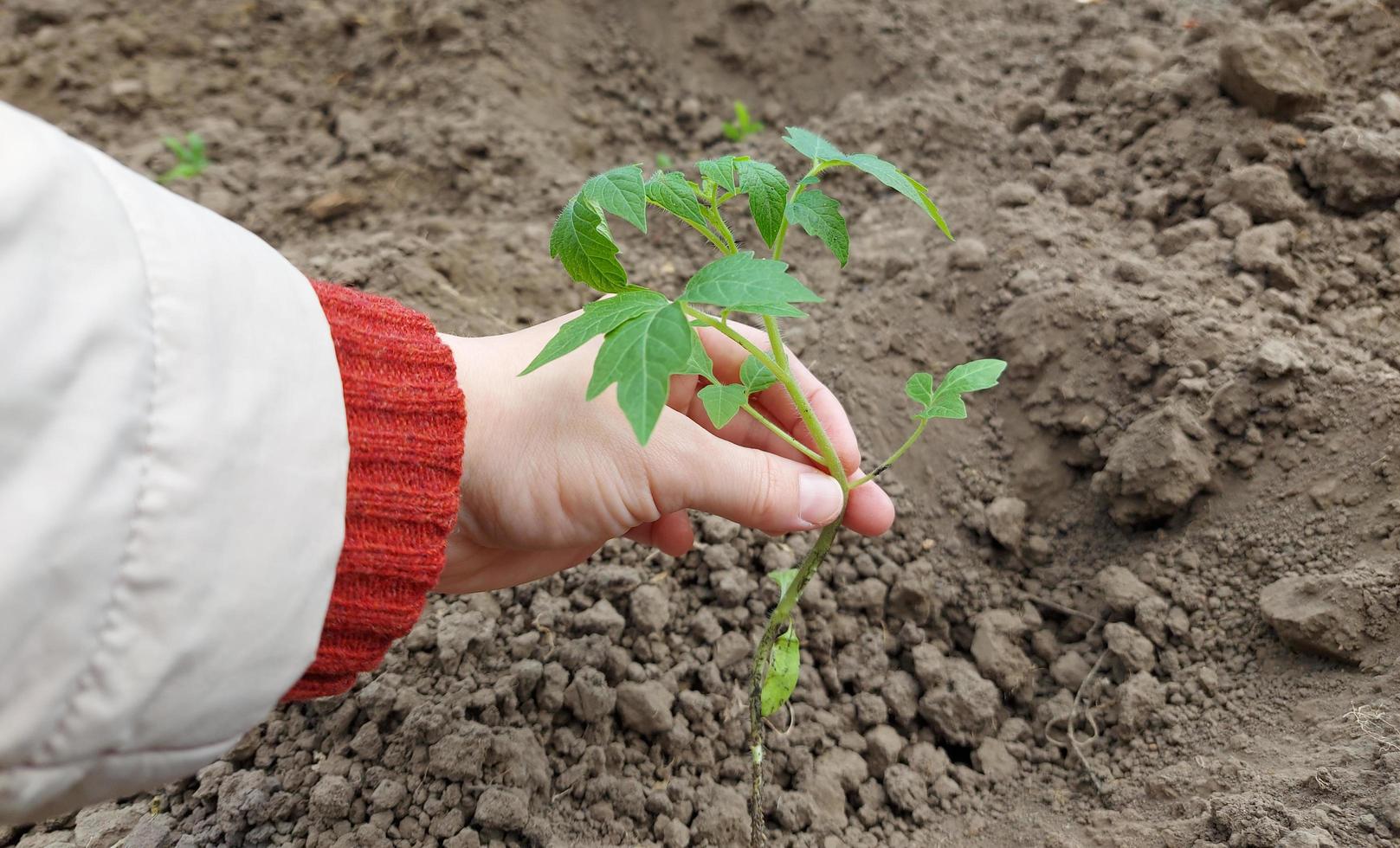 donna pianta piantine di pomodoro in una serra. giardinaggio. il processo di coltivazione degli ortaggi. foto