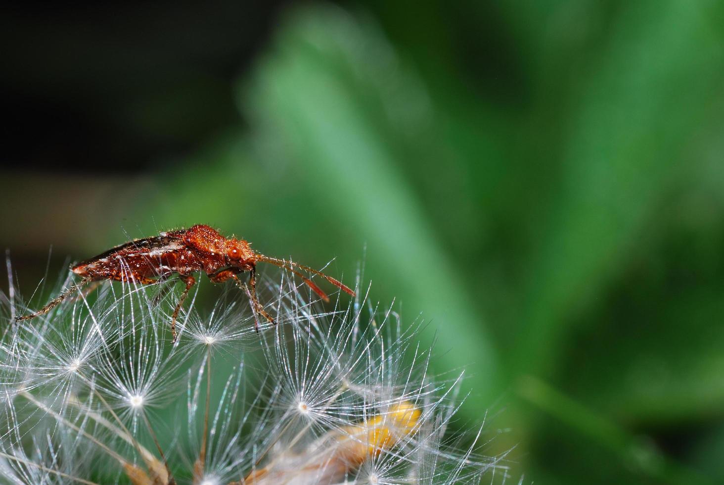 scarabeo marrone rossastro su blowball foto