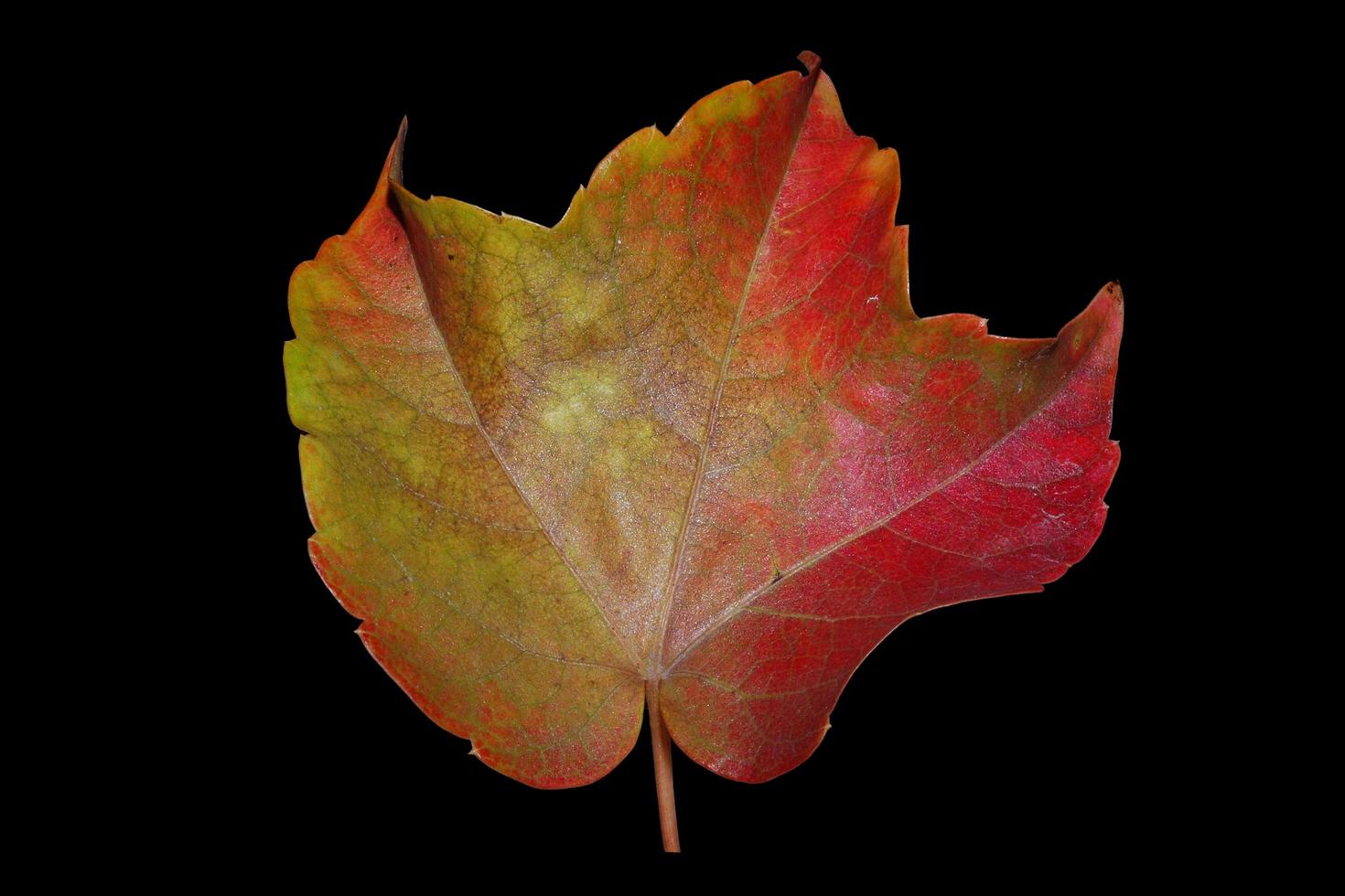 grande foglia d'autunno giallo rosso su nero foto