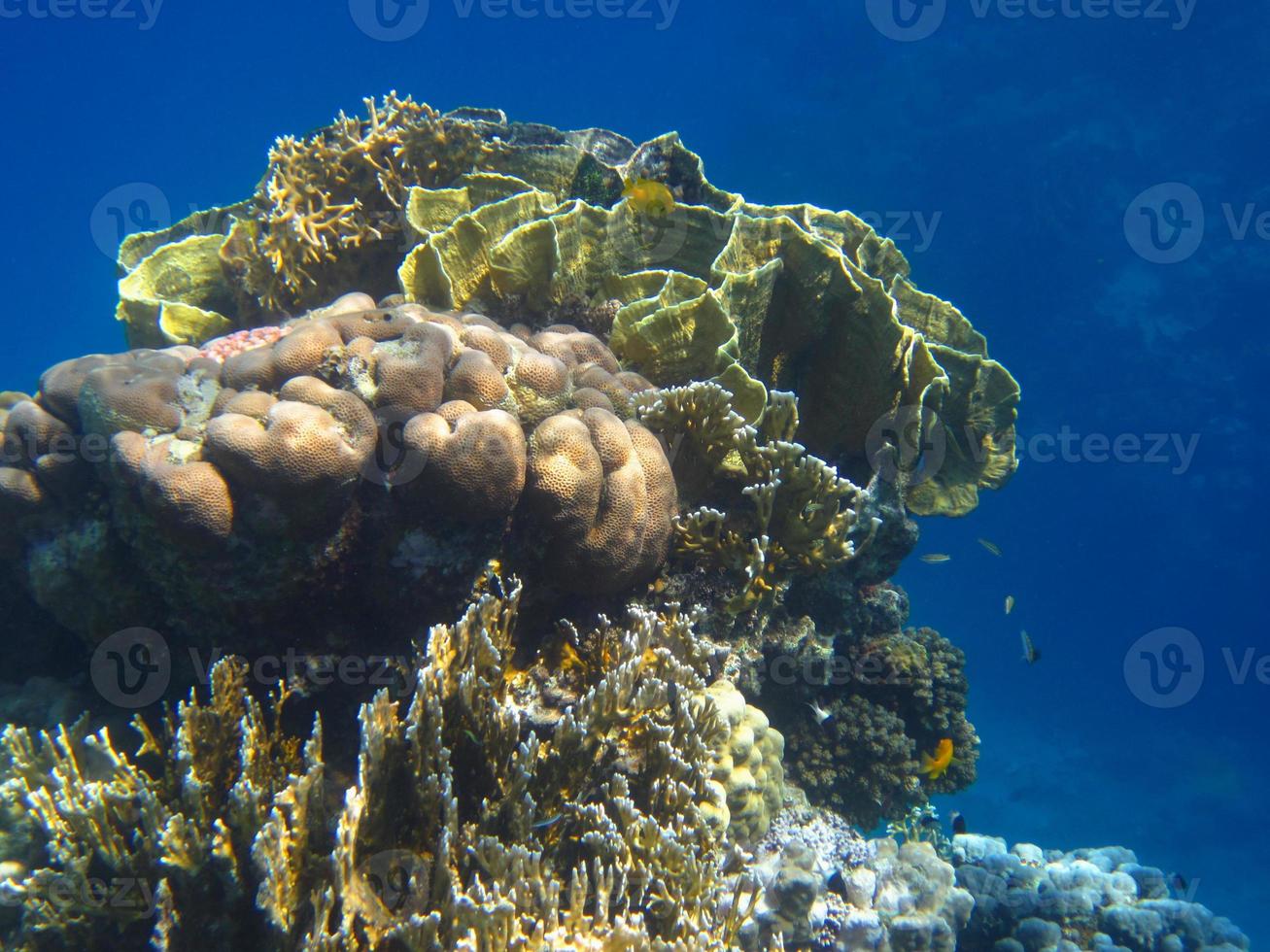 bellissimo corallo nel mare d'egitto foto