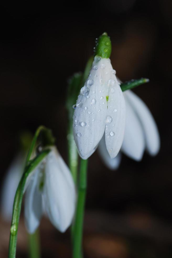 campane di neve in primavera foto