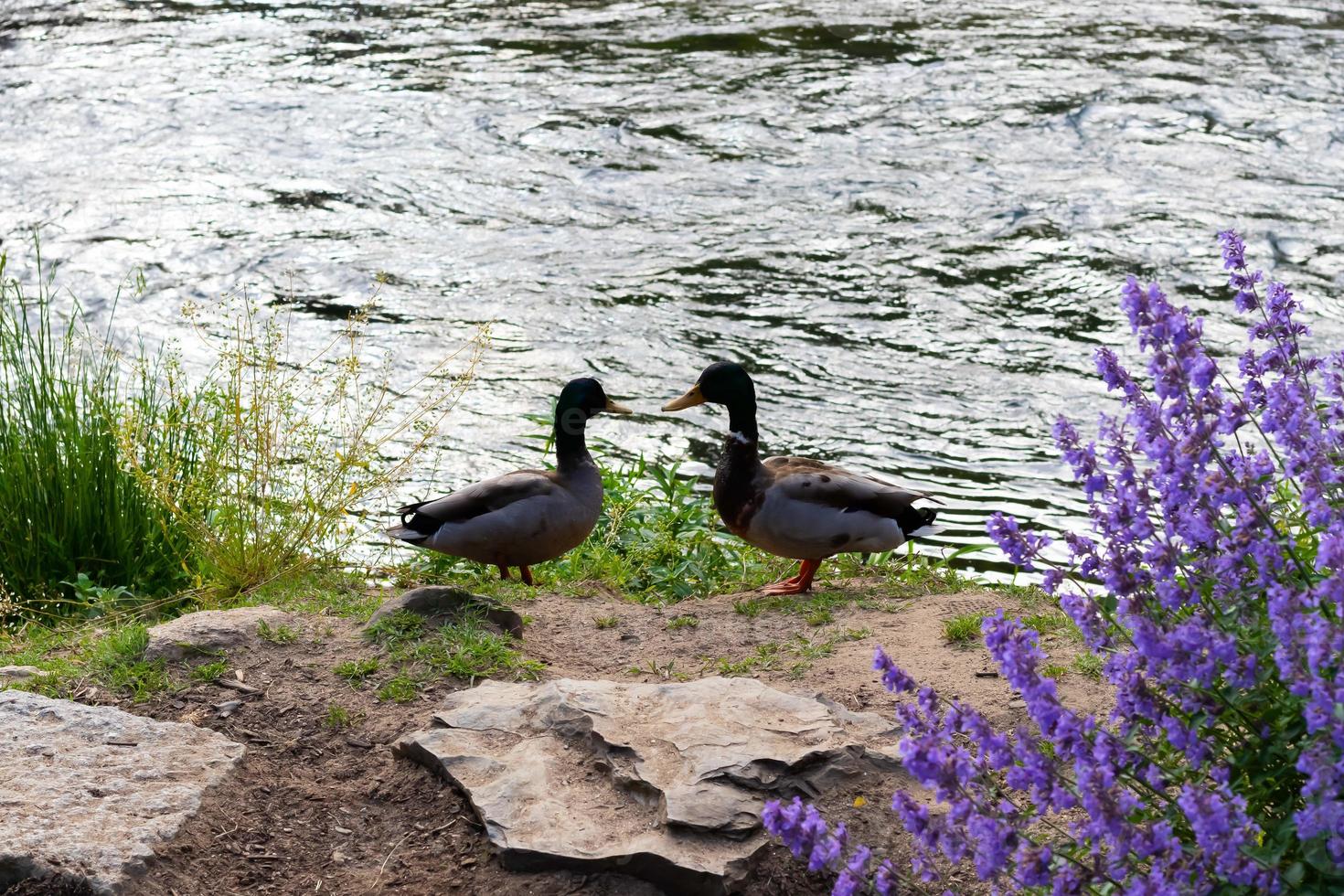 due anatre lungo il fiume foto