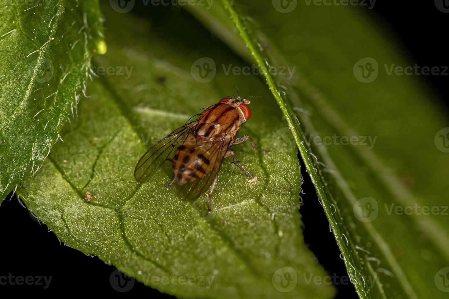 mosca lauxanide adulta foto