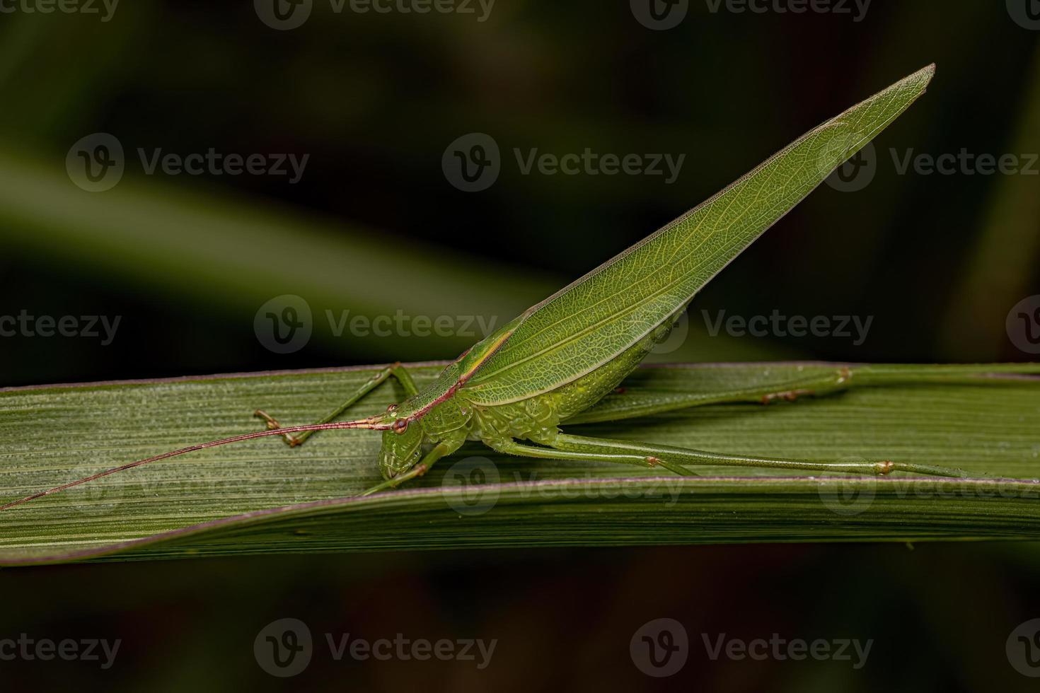 faneropterina adulta katydid foto