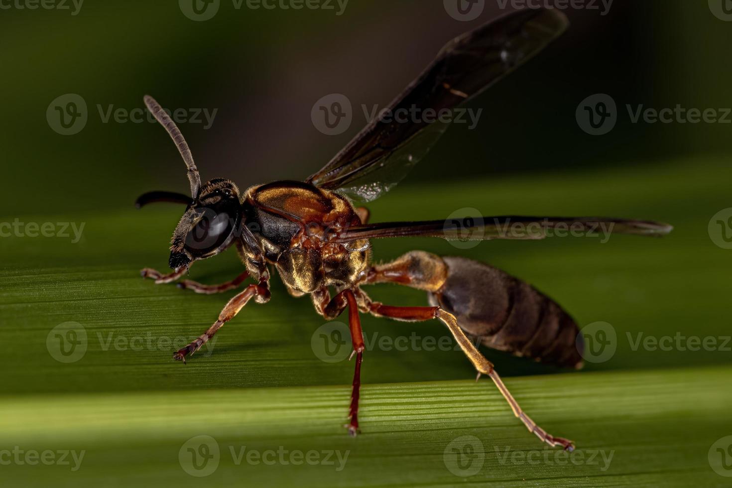 vespa al miele adulta a vita lunga foto