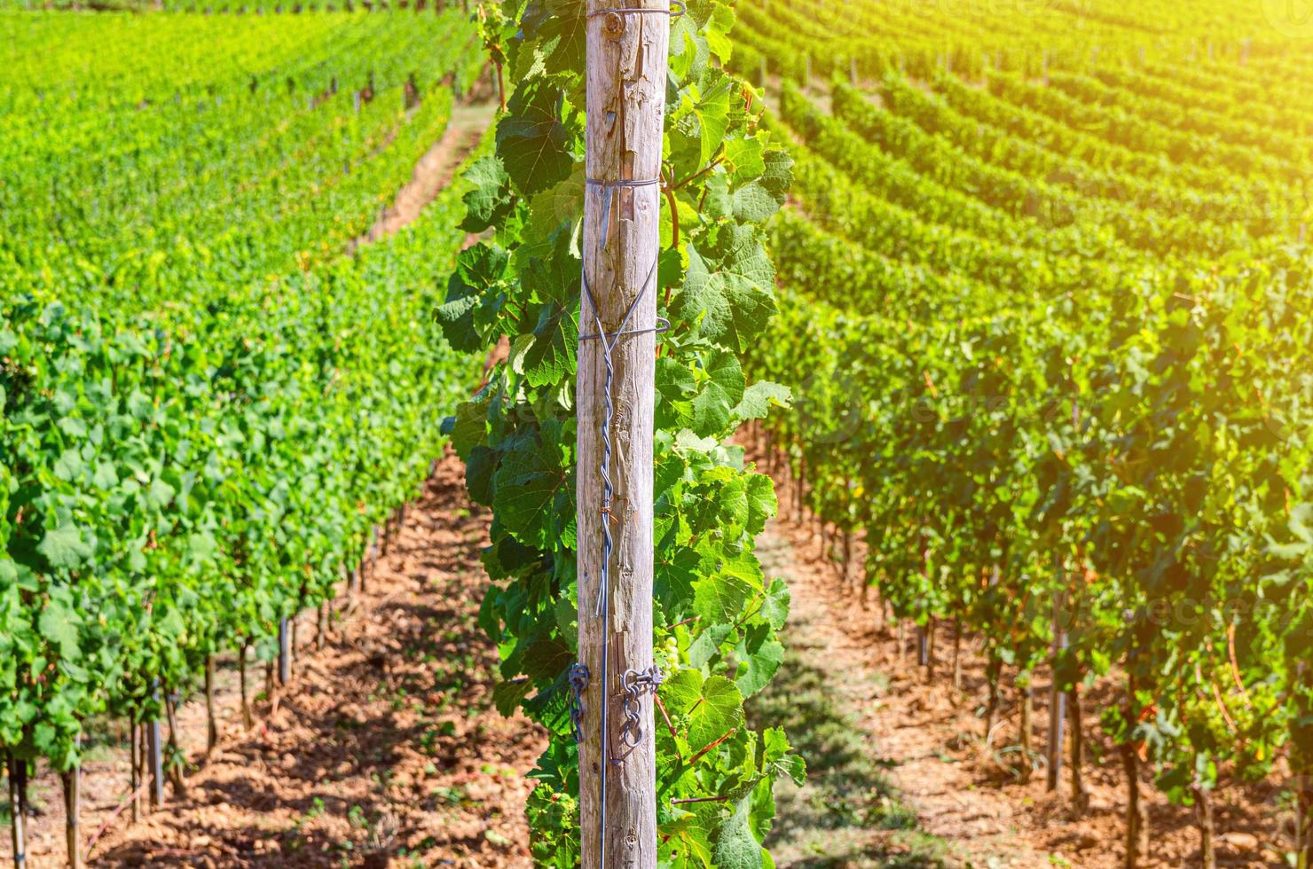 palo di legno della vite e filari di vigneti campi verdi paesaggio con traliccio di uva sulla valle del fiume Reno foto