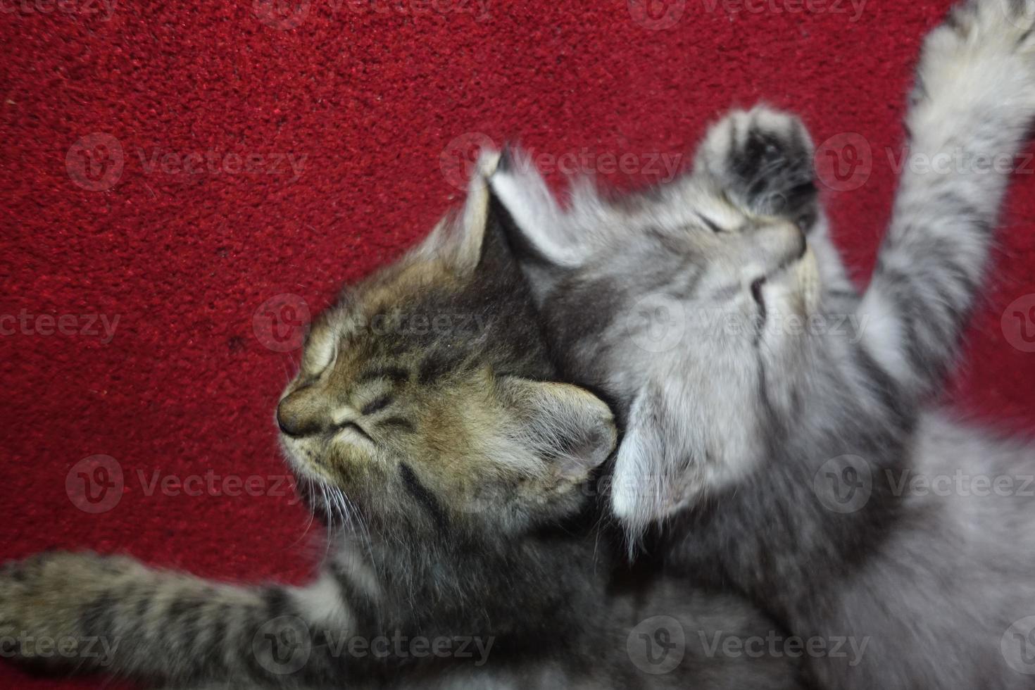 il simpatico gatto grigio sta riposando foto