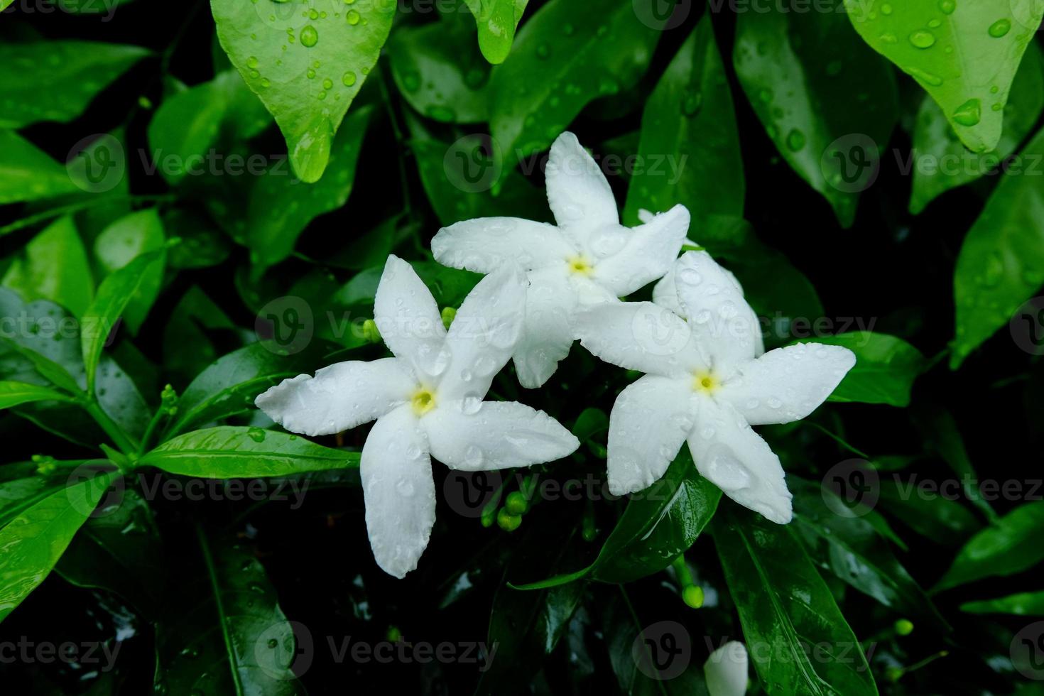 fiori di gelsomino crespo bianco con gocce di pioggia, gelsomino crespo bianco con rugiada, fiori e foglie bianchi con goccioline d'acqua sulle foglie foto