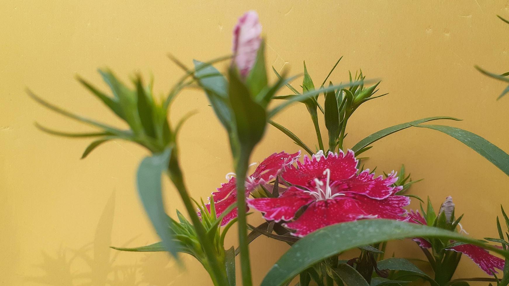 immagine del fiore di dianthus 007 foto