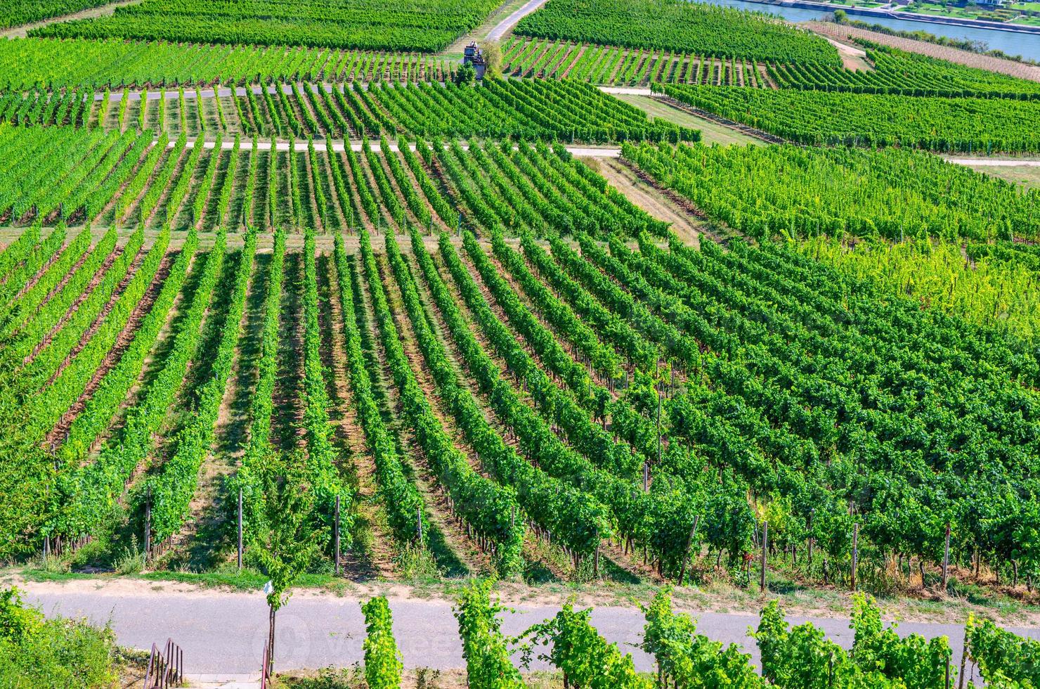 vigneti verdi campi paesaggio con filari di vite foto