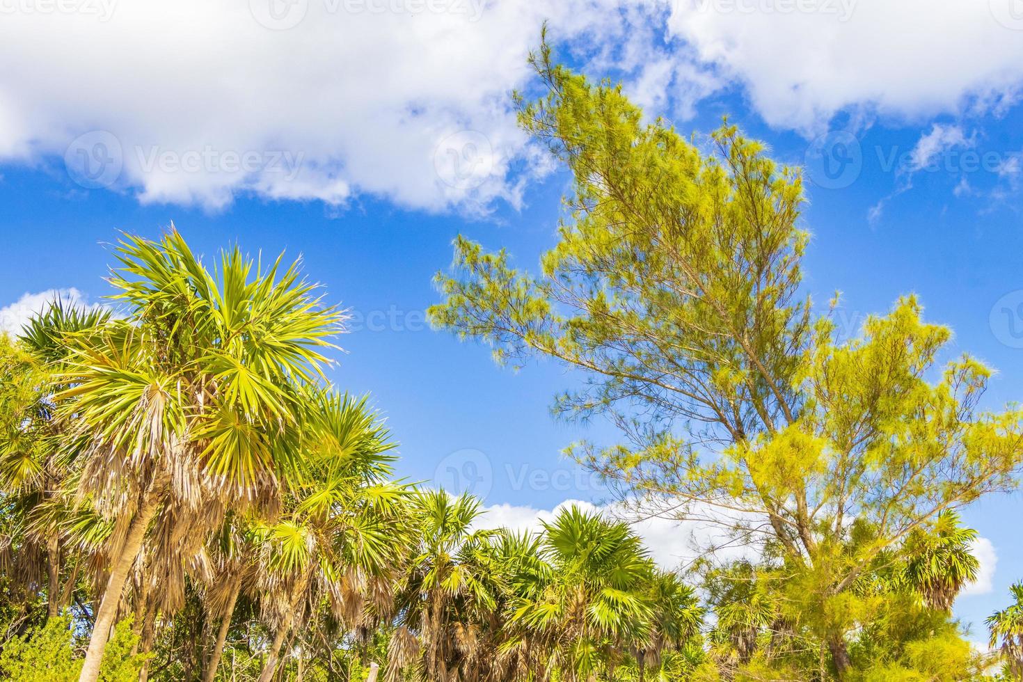 spiaggia tropicale palme abeti cielo blu messico naturale. foto