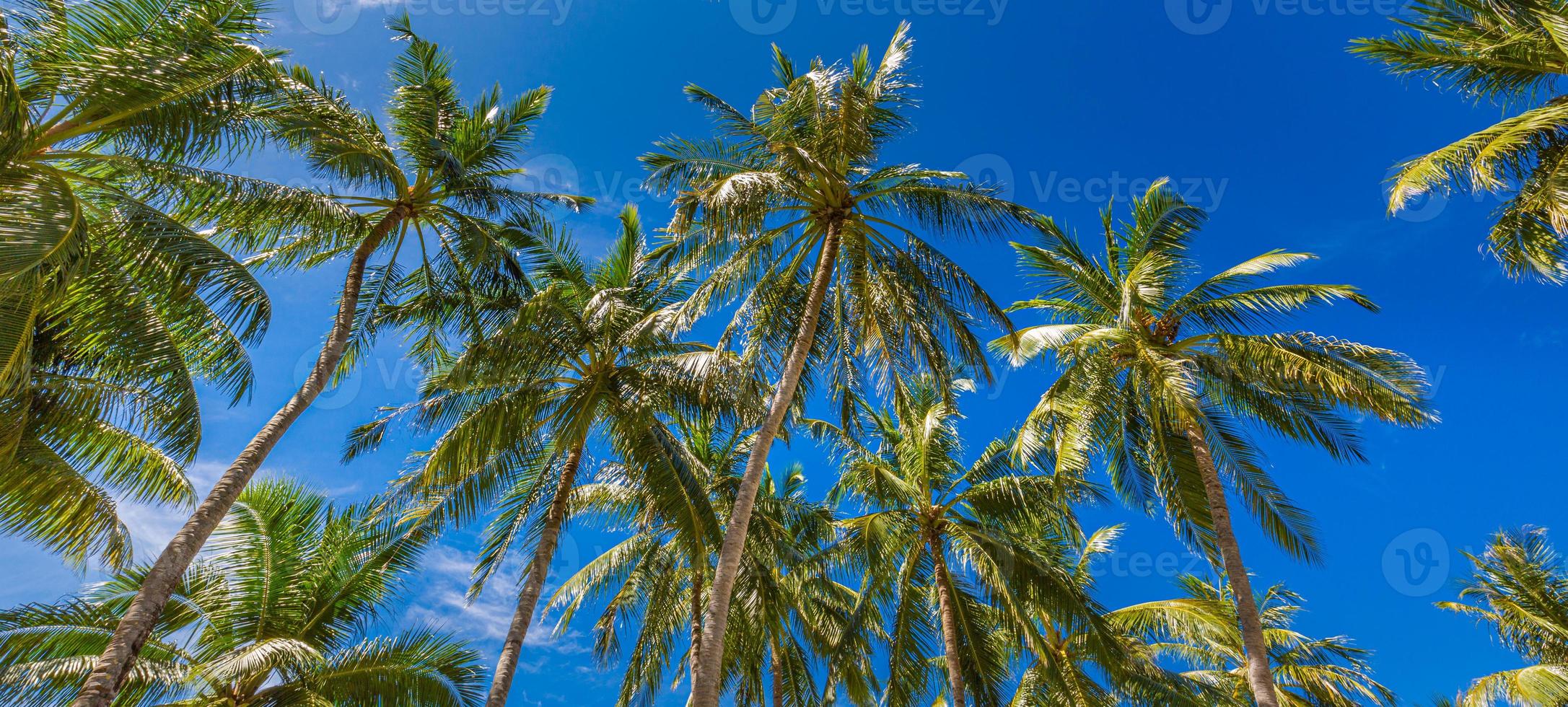 palma da cocco con cielo blu, bellissimo sfondo di raggi di sole tropicale. natura esotica basso punto di vista con foglie di palma. paesaggio di viaggio foto