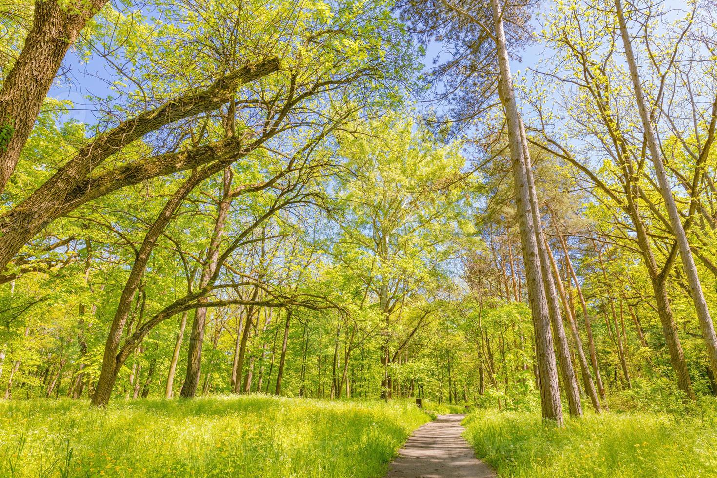 bellissimo sentiero nel bosco, fresco verde primavera estate foto