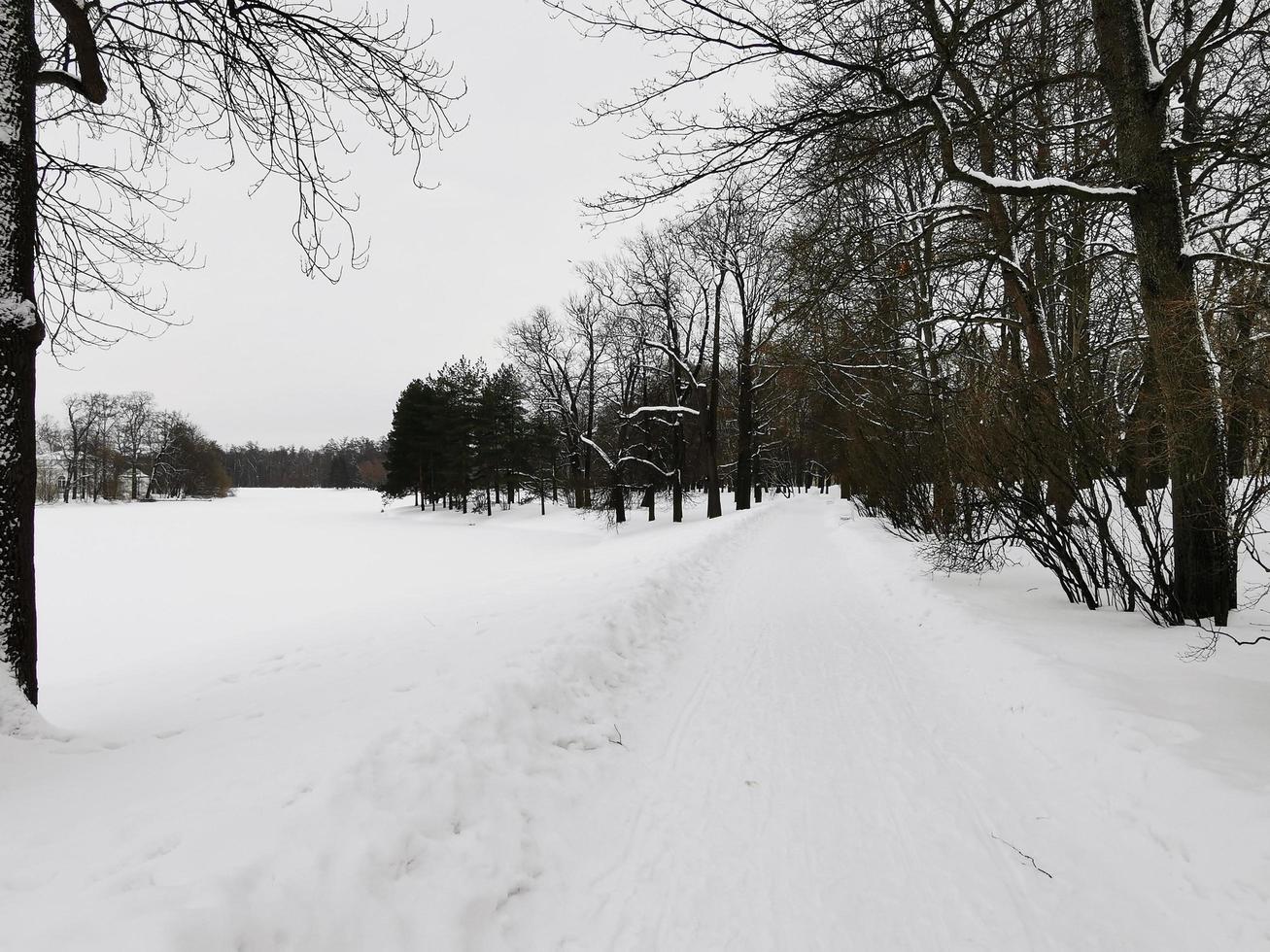 giornata invernale negli alberi di neve del parco di Caterina foto