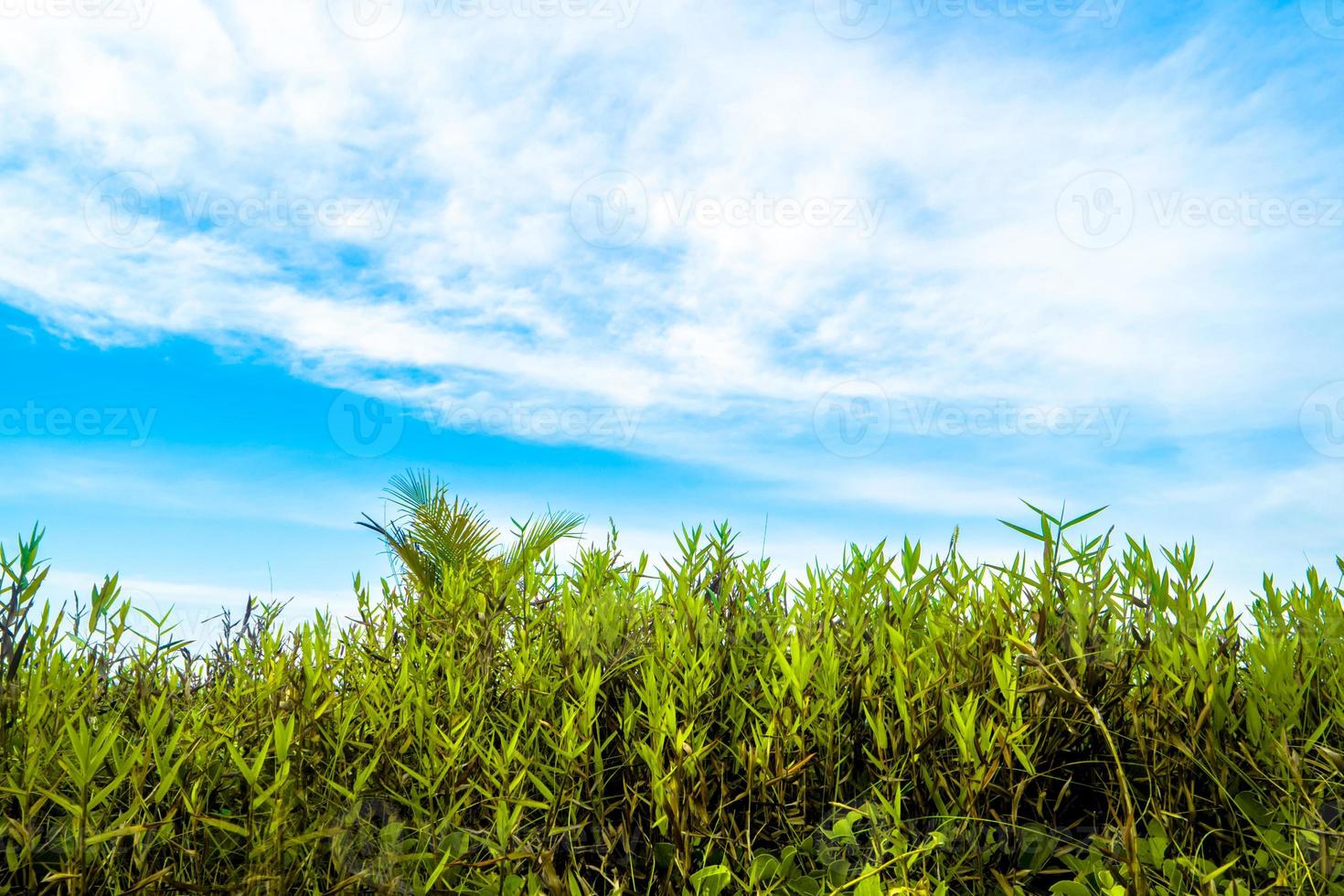 erba, nuvole e cielo blu sullo sfondo della natura foto