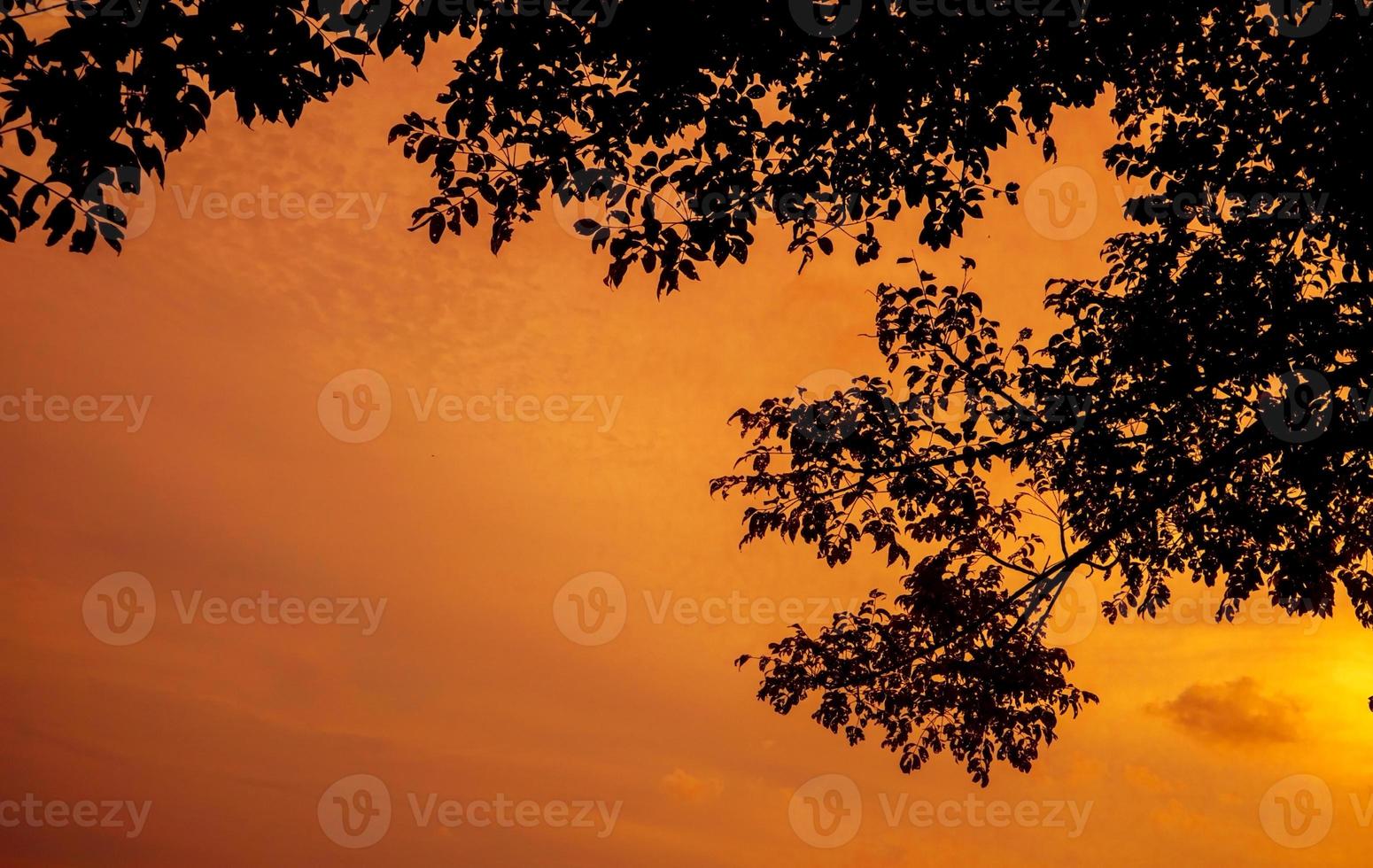 sfondo di silhouette di rami di albero con cielo al tramonto arancione foto