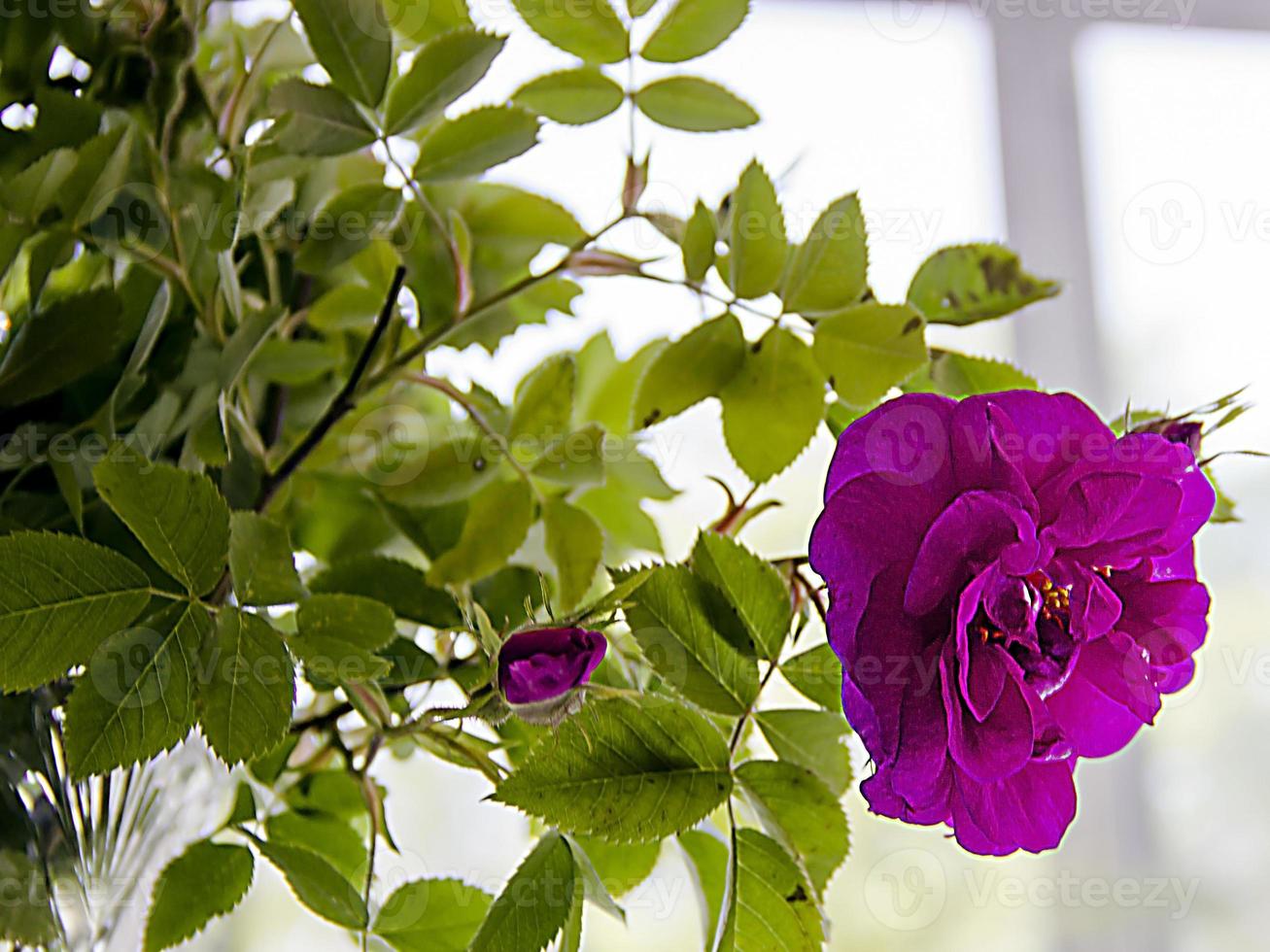 una bella rosa rosa foto