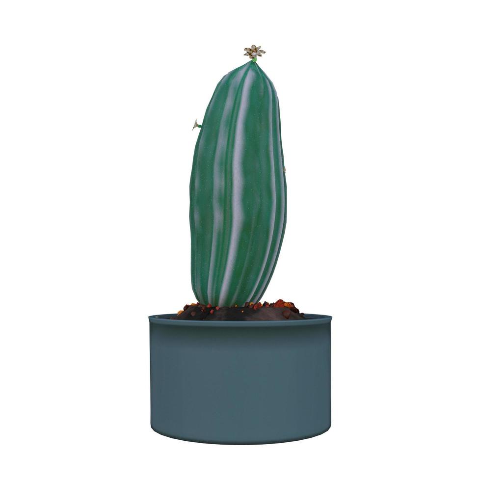 pianta di cactus in vaso isolato su sfondo bianco. foto