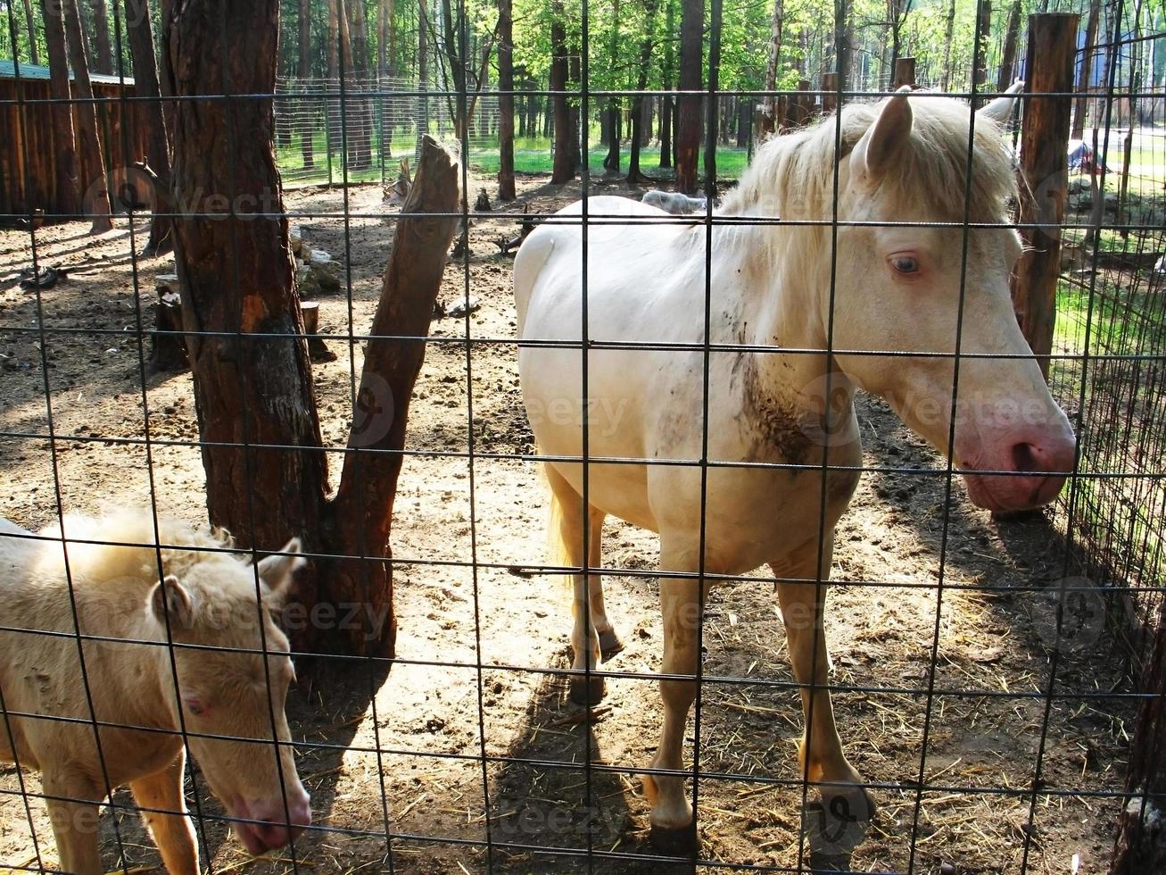 pony bianco in fattoria in estate foto