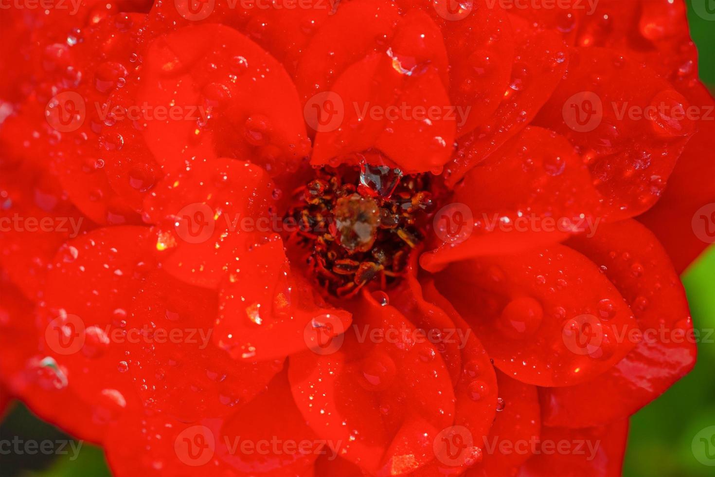 rosa rossa con gocce dopo la pioggia. foto a macroistruzione di un fiore con gocce di rugiada.