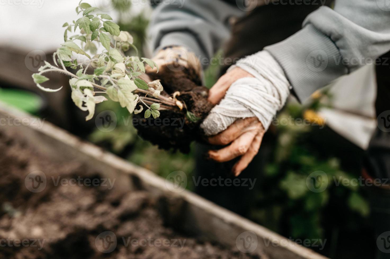 piantare pomodoro primaverile da giardino foto