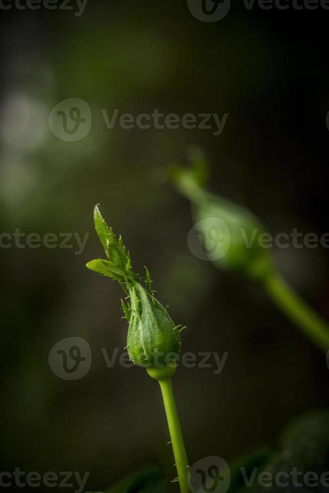 un primo piano di un bocciolo di rosa verde in primavera foto