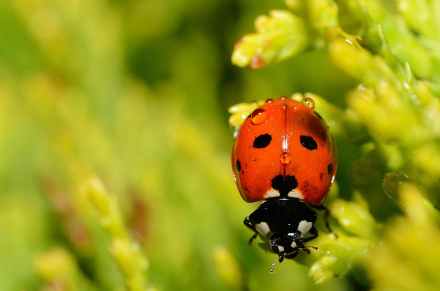 coccinella con gocce di pioggia foto