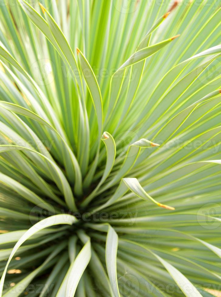 primo piano succulento della pianta di yucca, spina e dettaglio sulle foglie di yucca a foglia stretta foto