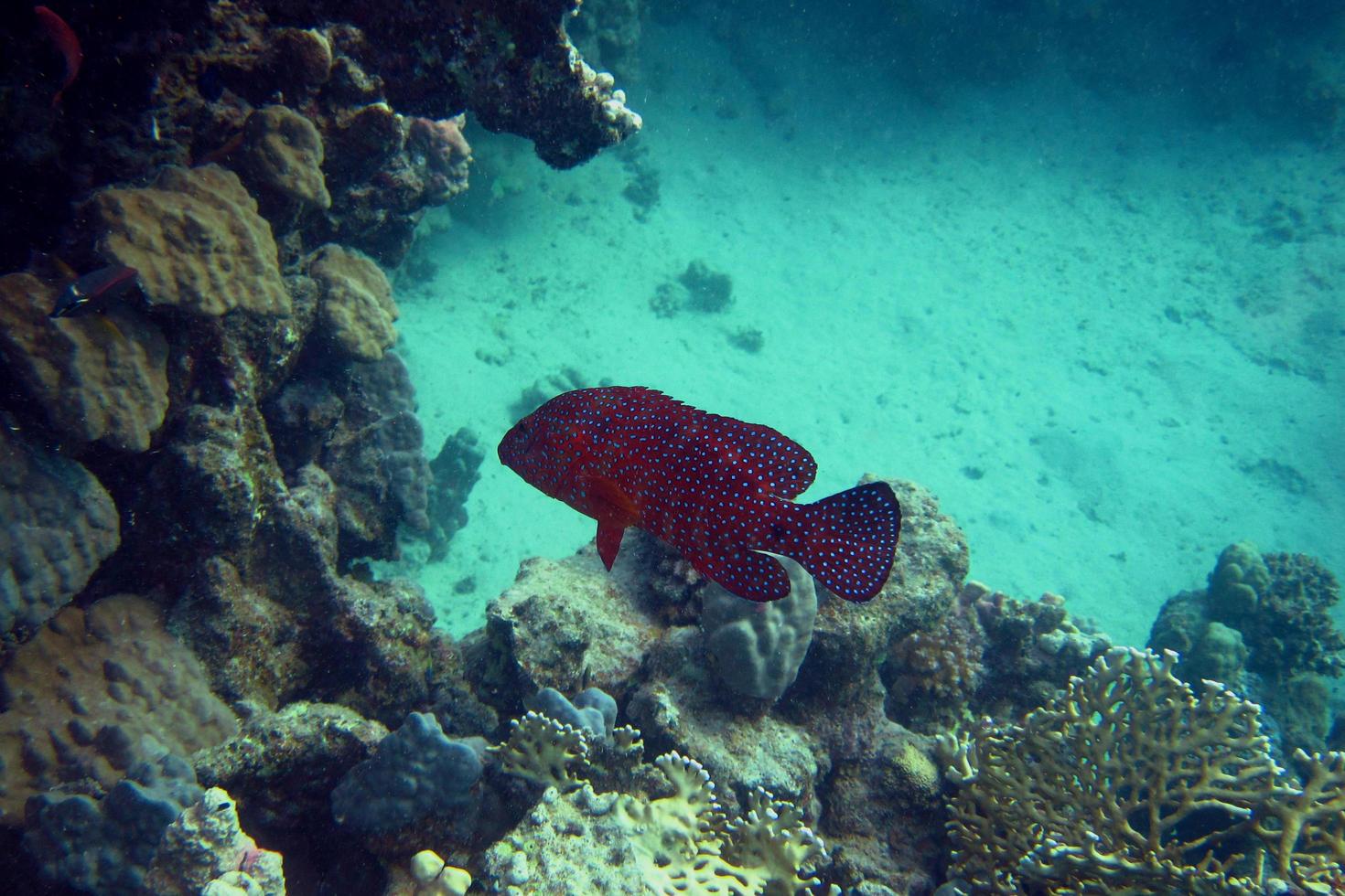 gioielli cernia pesce foto